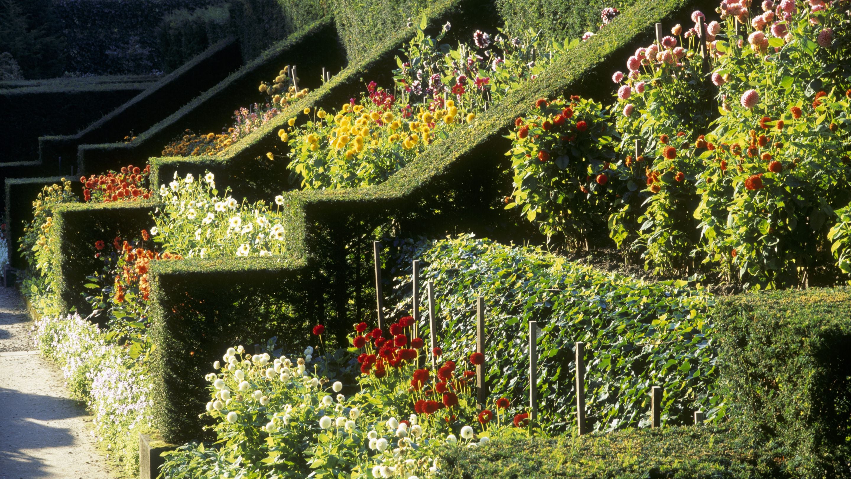 The Dahlia Walk at Biddulph Grange Gardens Staffordshire