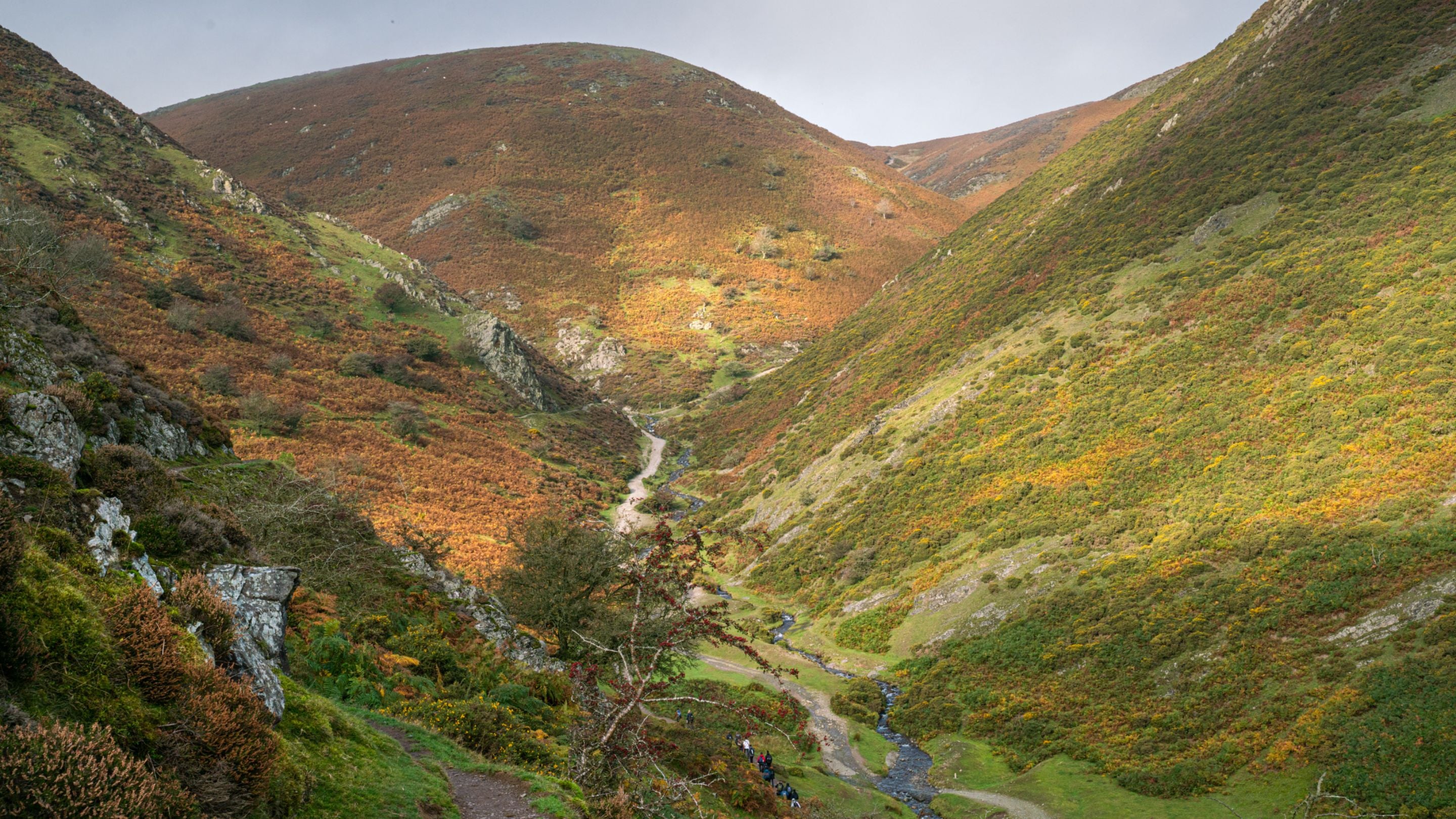 The landscape with a stream meandering down hill at Long Mynd, Shropshire