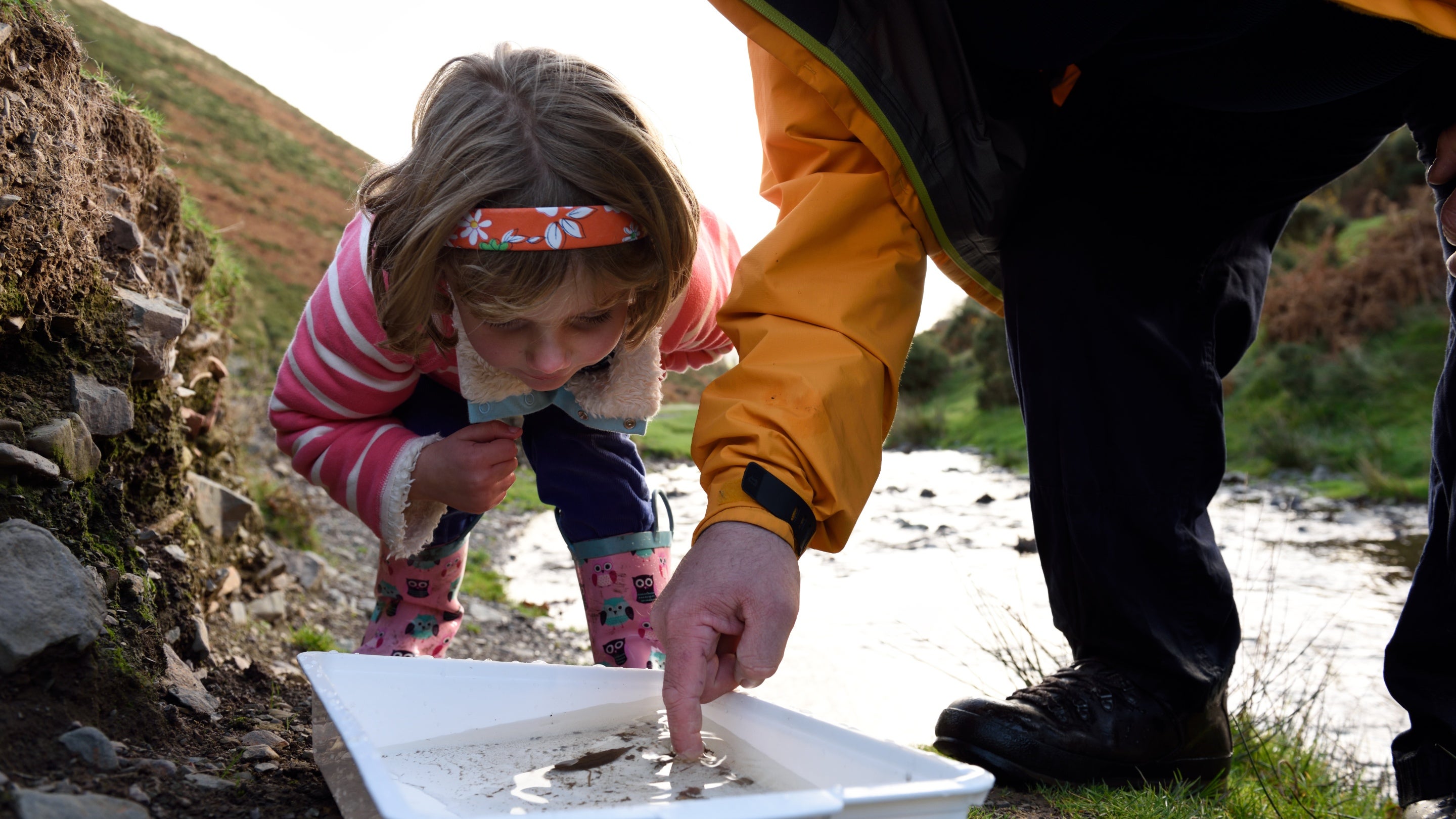 Child investigating the finds of her pond dipping, Carding Mill Valley and the Shropshire Hills, Shropshire