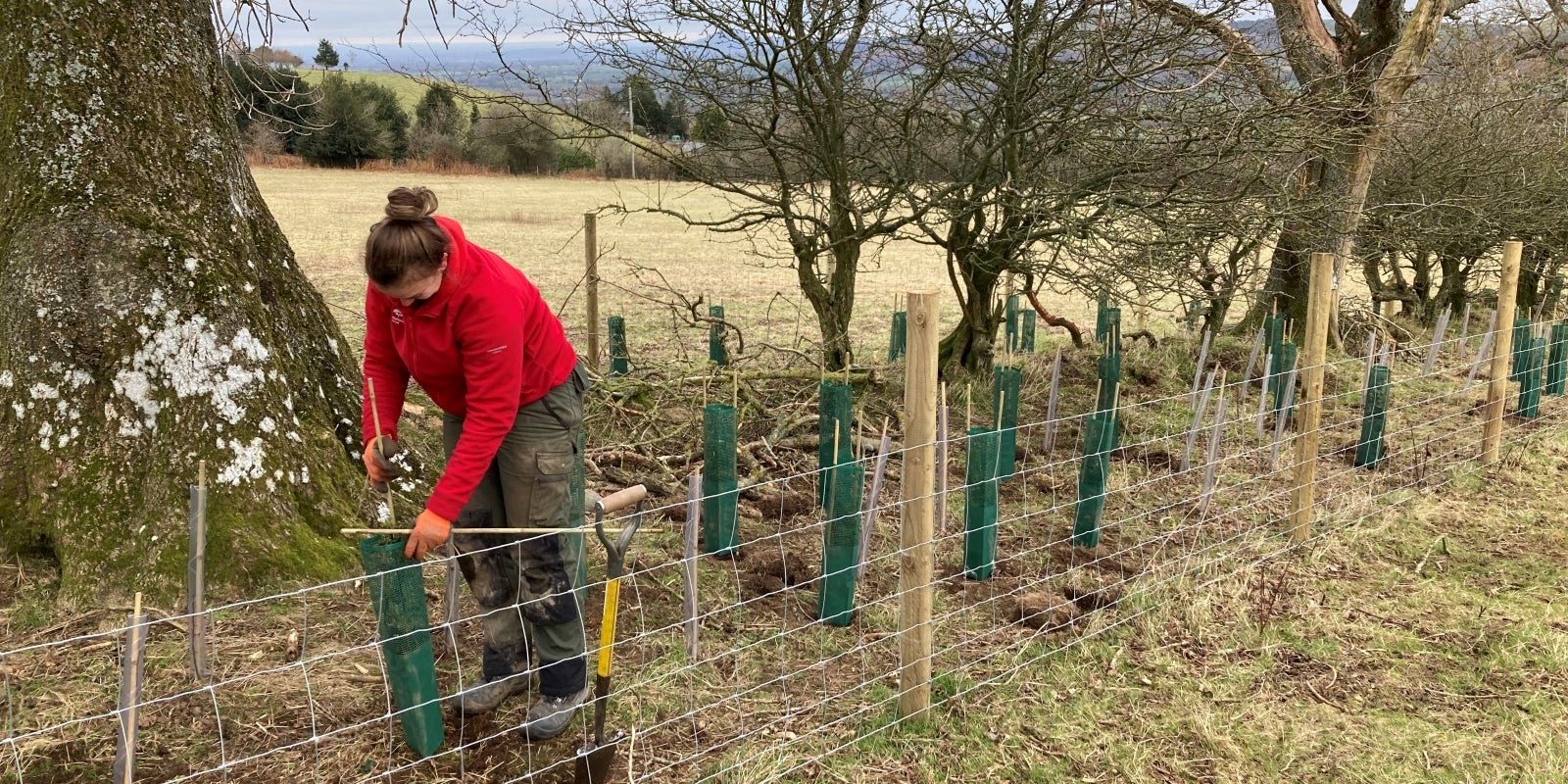 Planting wide hedgerows at Jinlye Meadows, to act as wildlife corridors