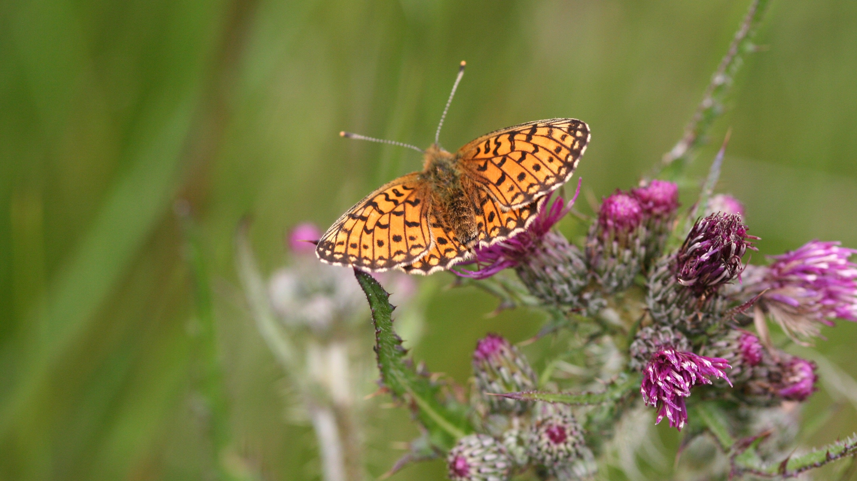 A small pearl bordered fritillary butterfly on flowers