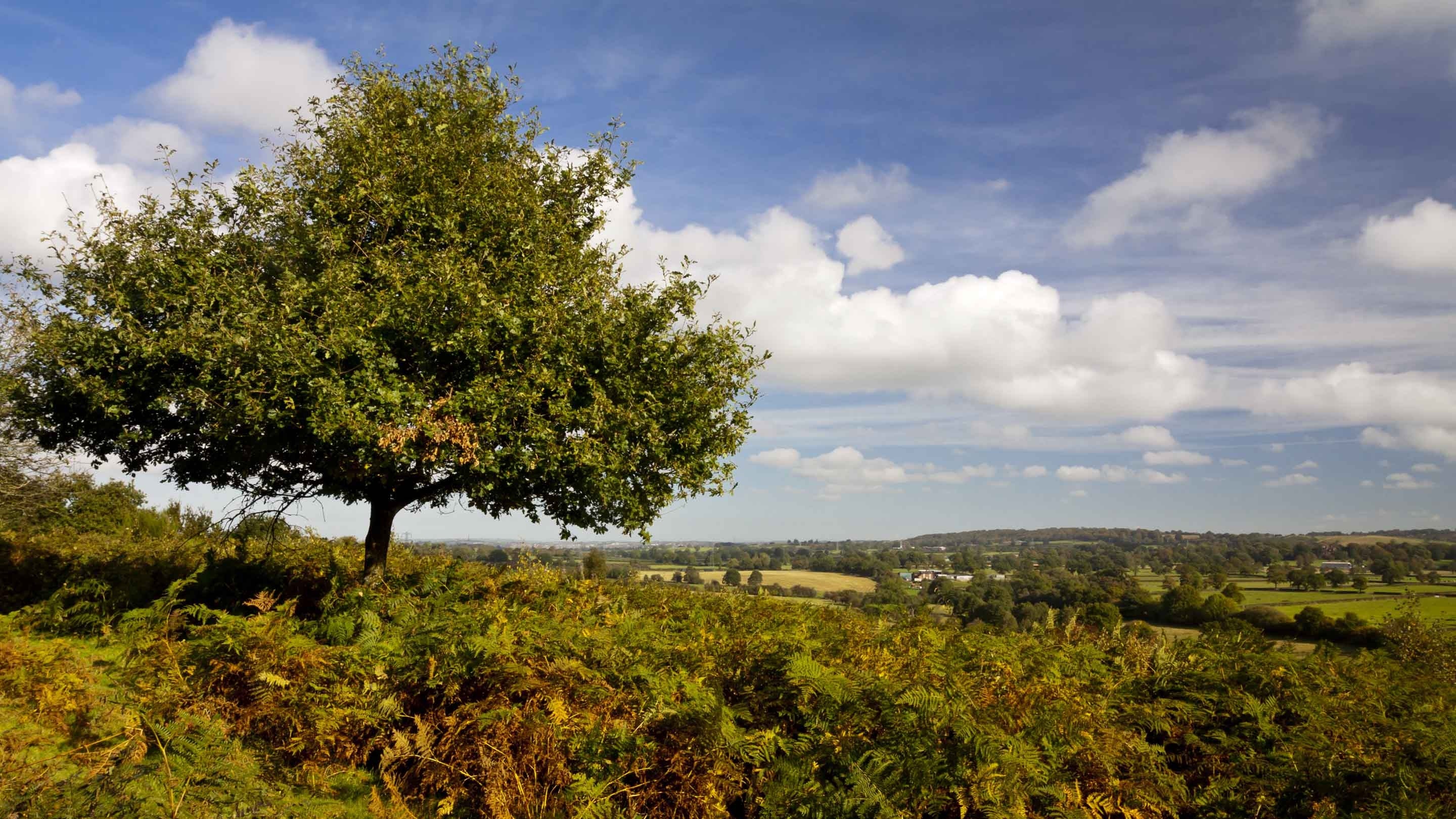 View of a tree growing on heathland at Downs Banks, Staffordshire, with far-reaching views