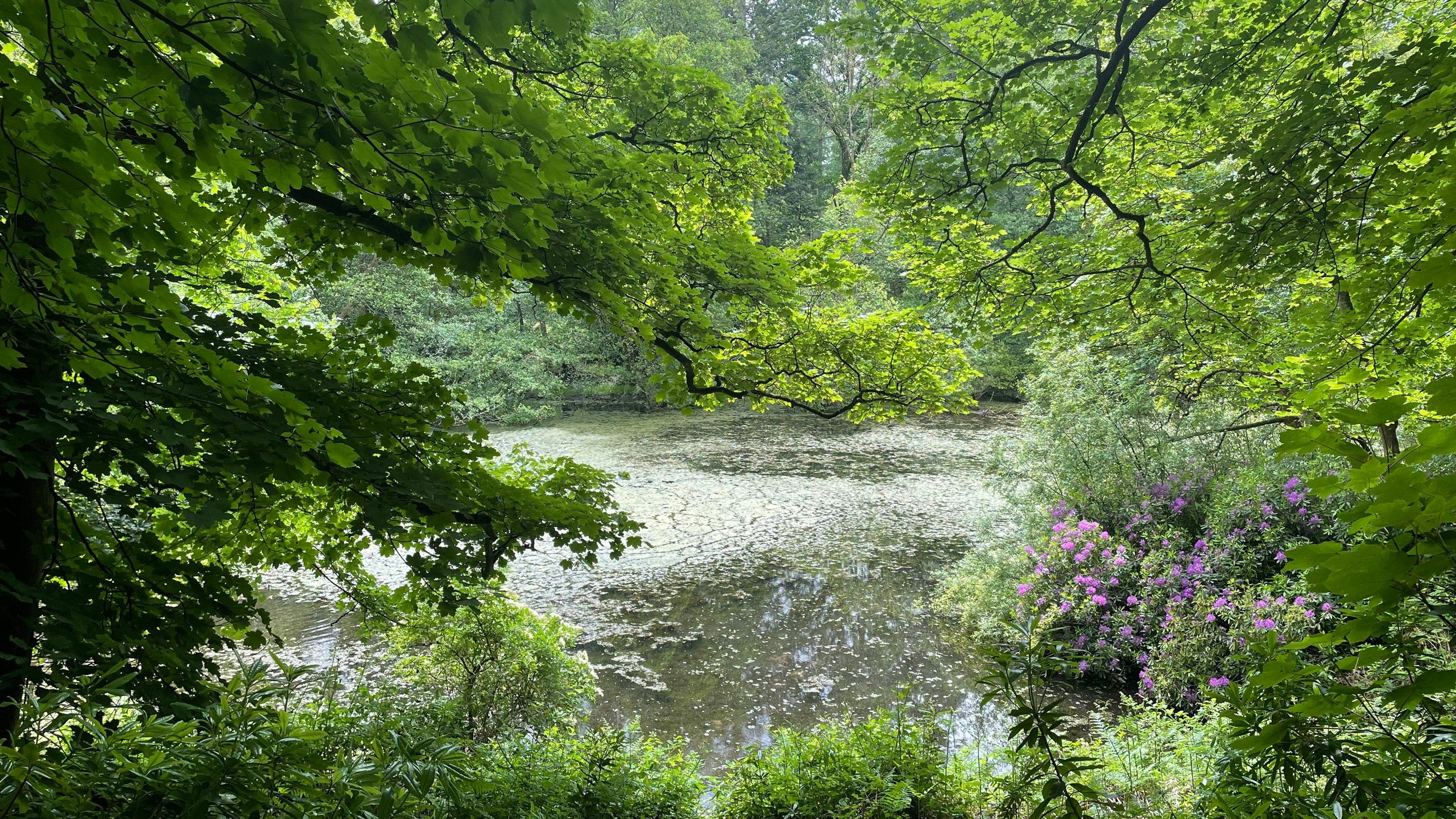 A pool, green and lush in the leafy woods.