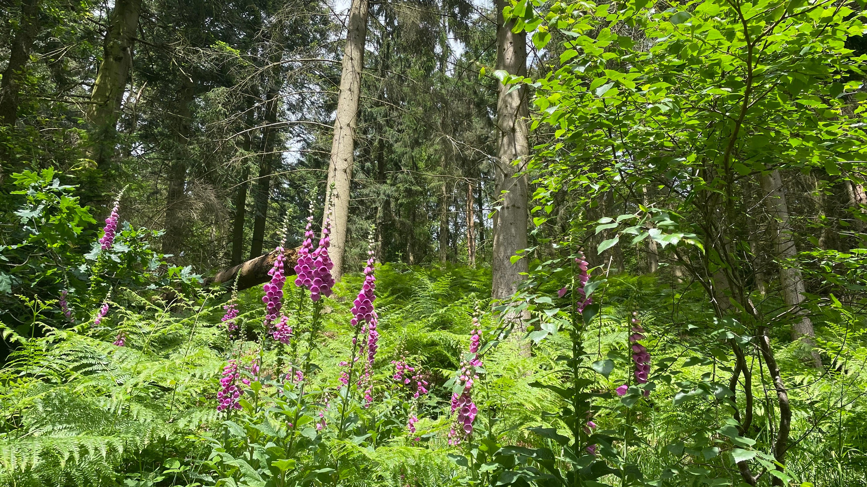 summer plants and trees in the woods