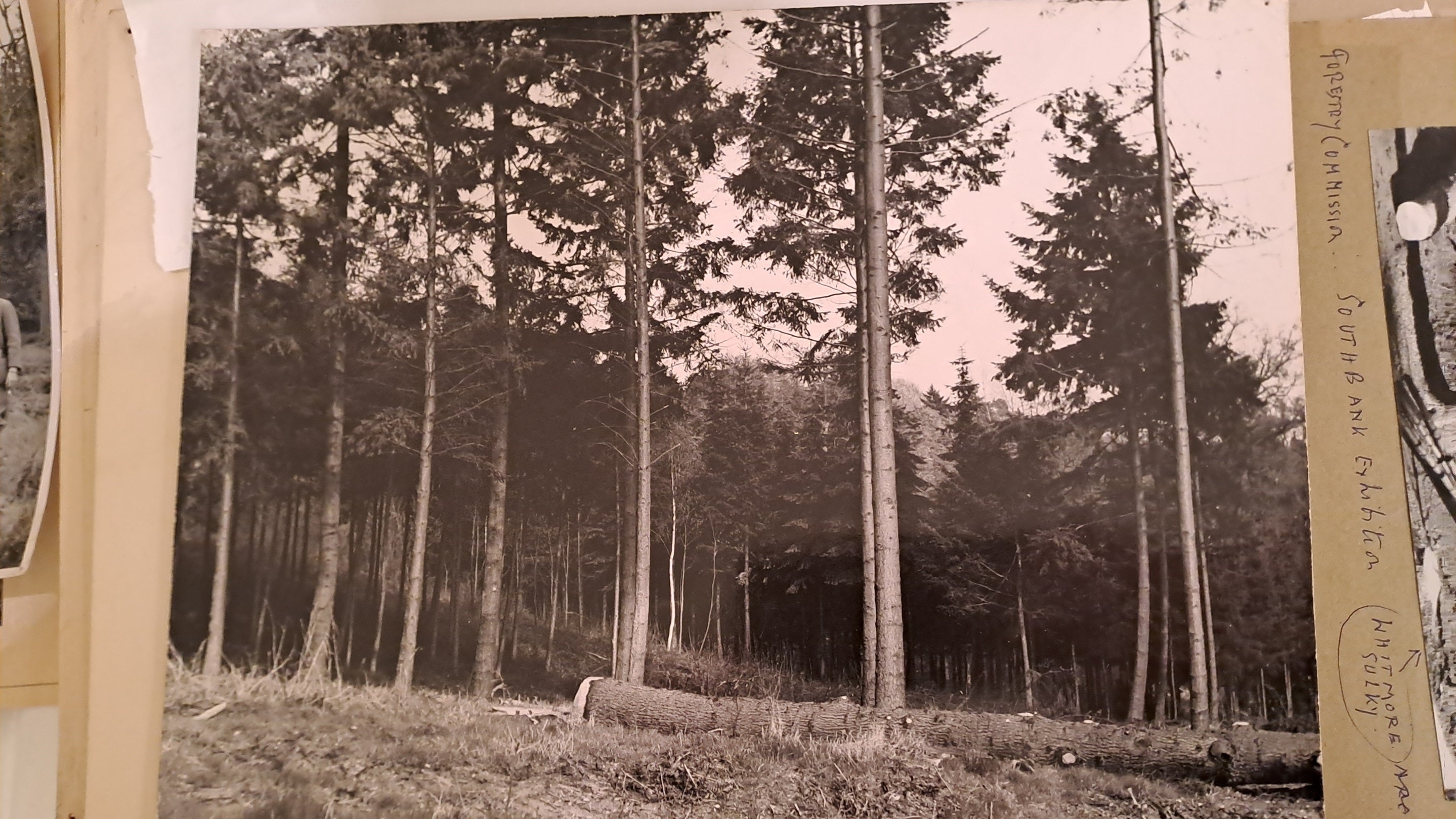 Black and white photo of pine trees, one felled.