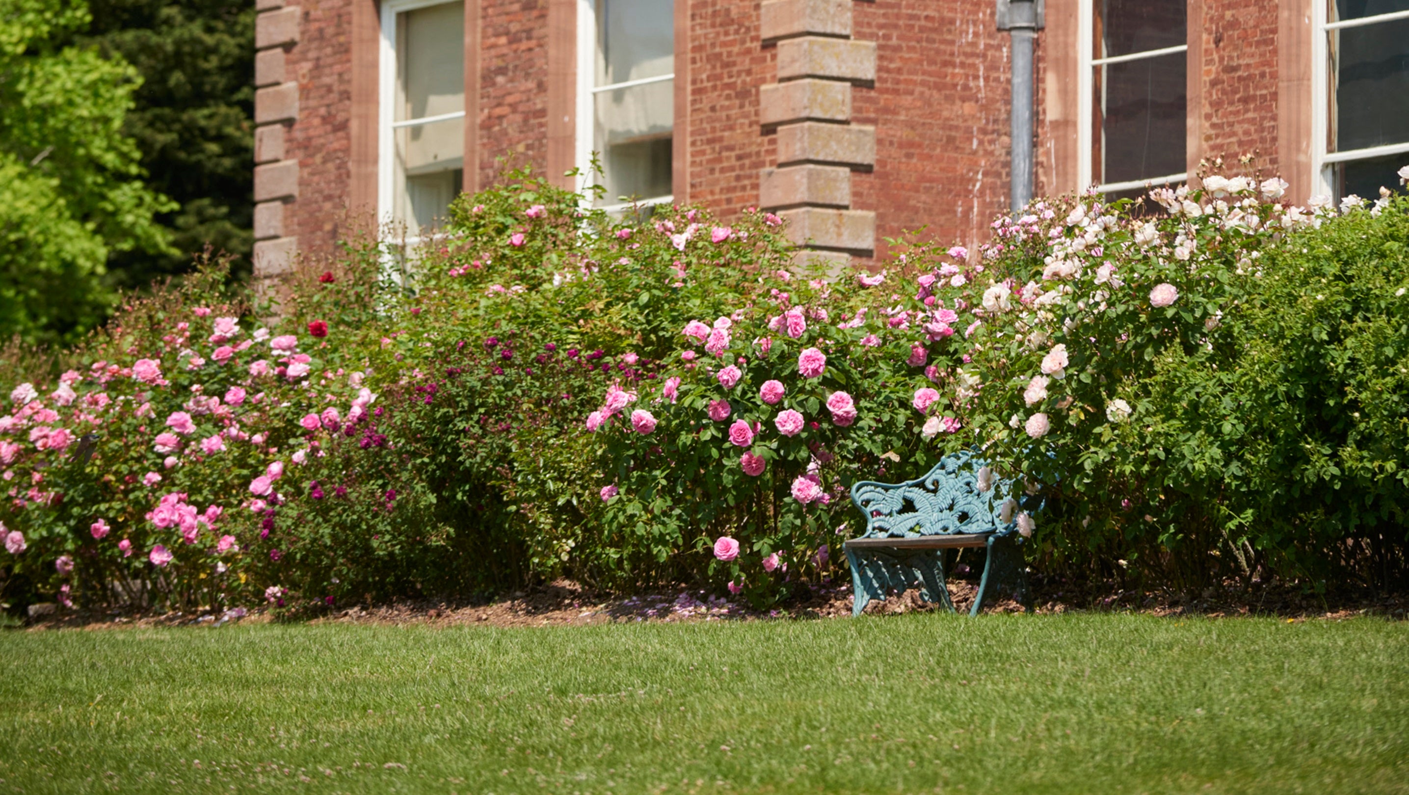 summer roses in front of a red brick stately home
