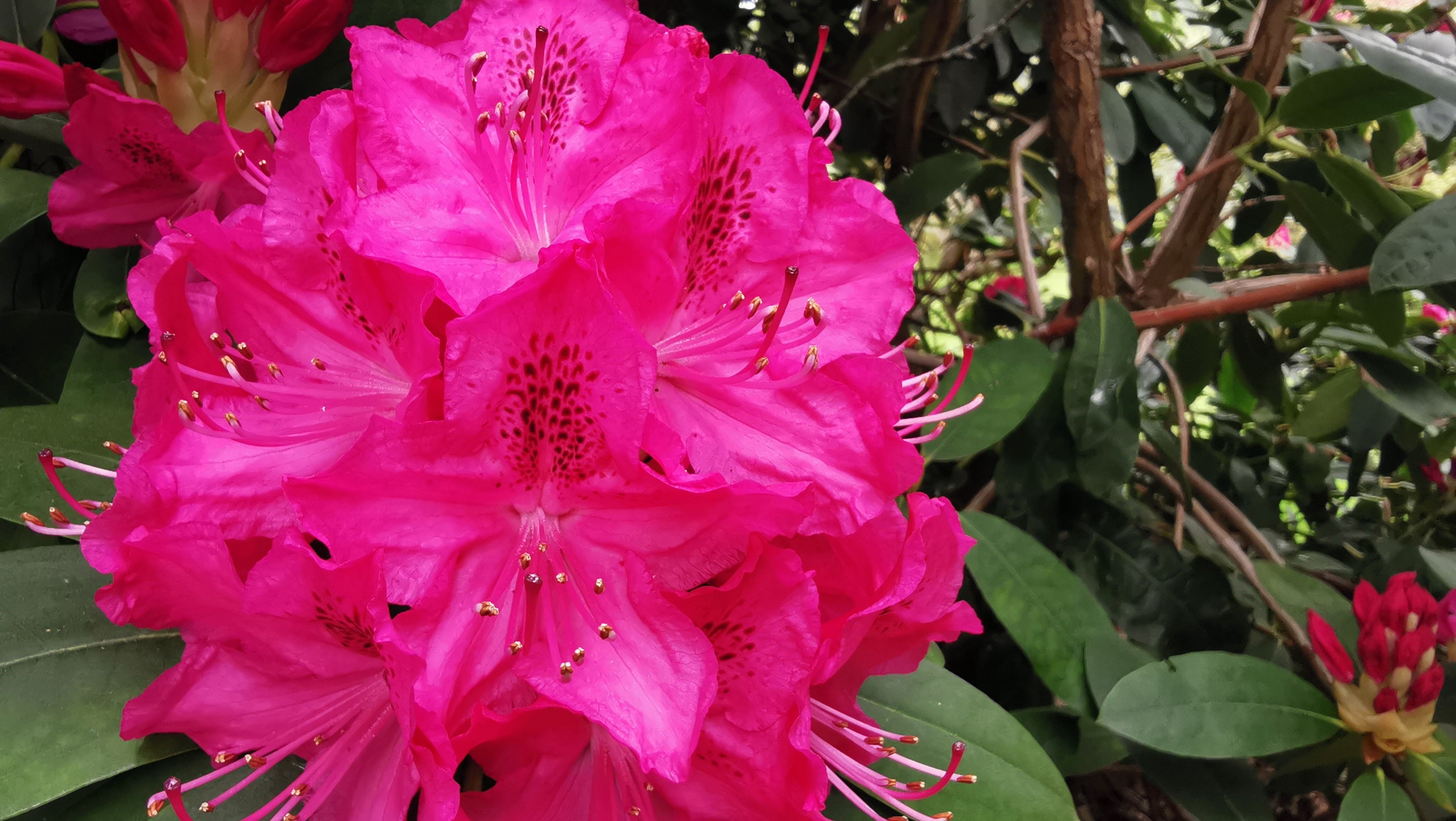 Close up of a large hot pink rhododendron flower