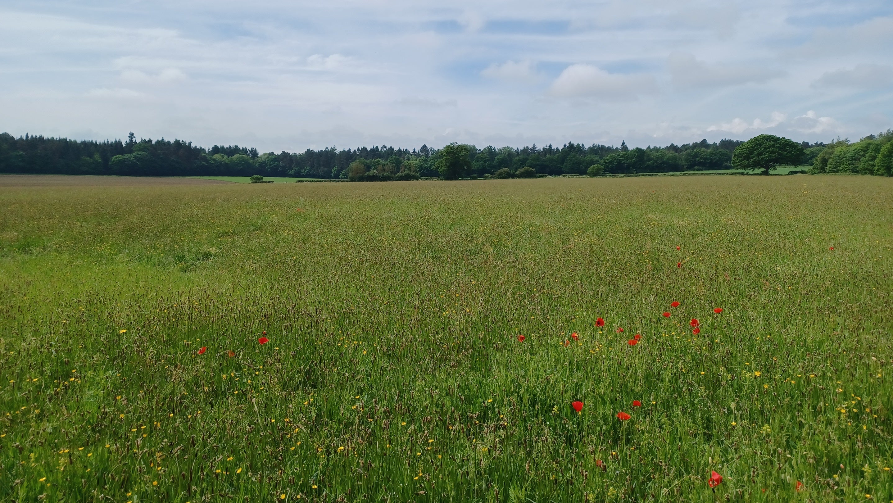 Wildflowers in a meadow