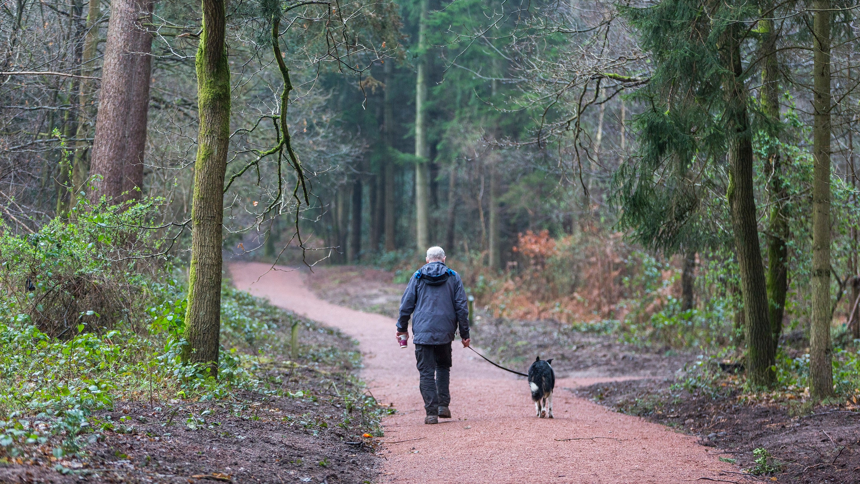 Dog walking comer woods winter