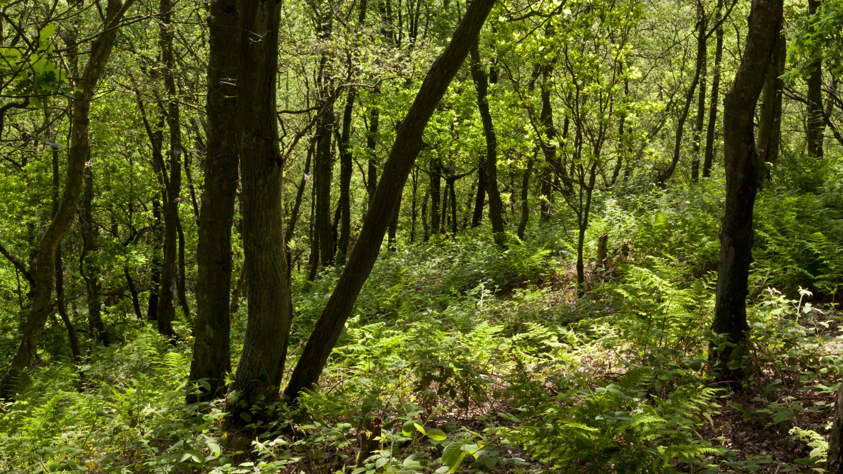 Hawksmoor ancient woodland