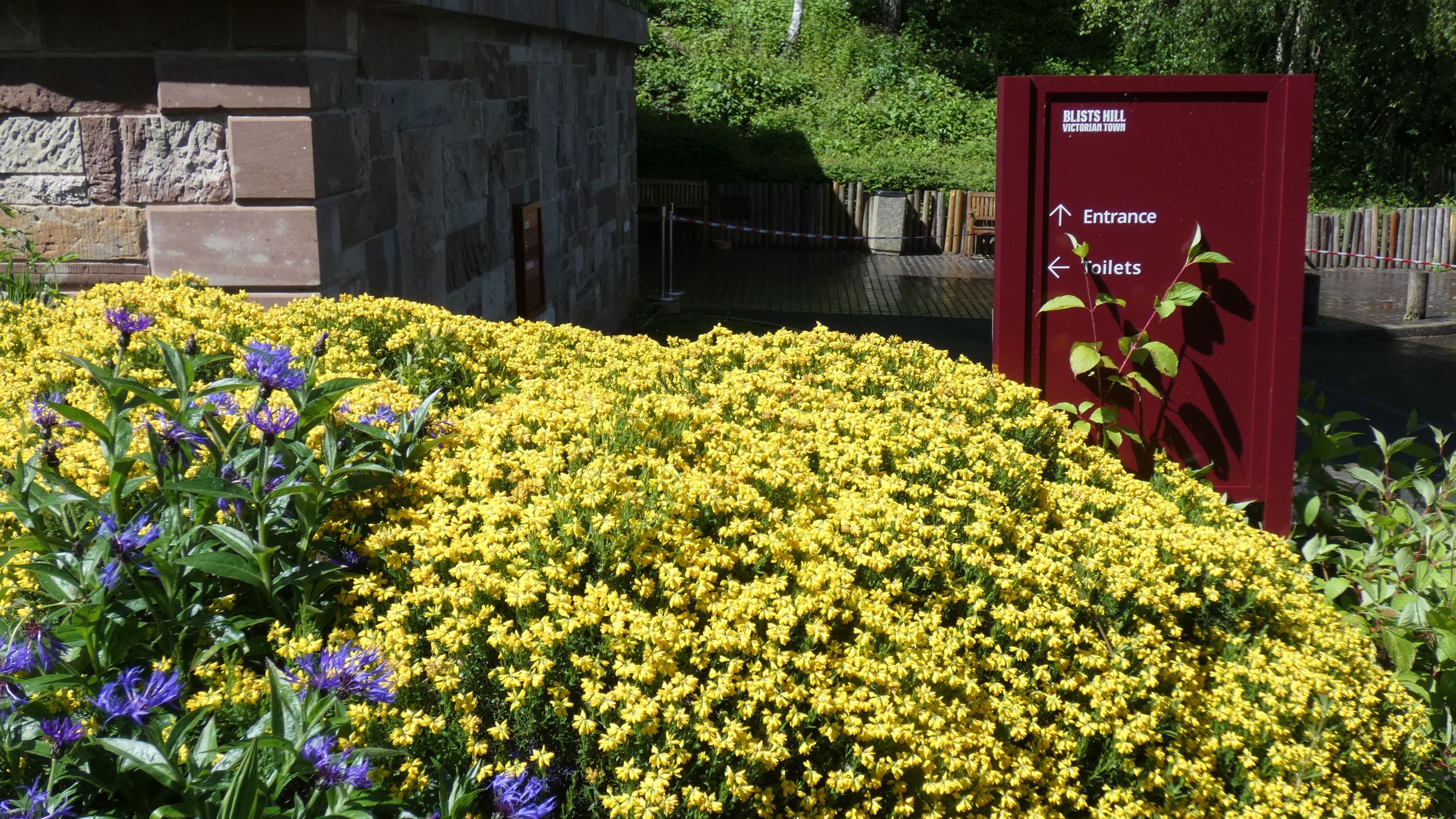 A bank of small yellow flowers with some purple flowers to the left. Behind them is a rust coloured sign with the words Blists Hill Victorian Town