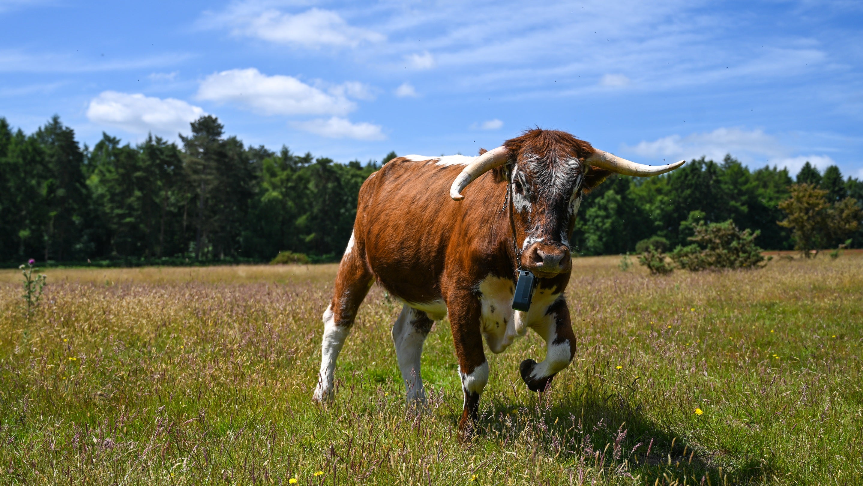 Cow Wearing Collar Kinver Edge