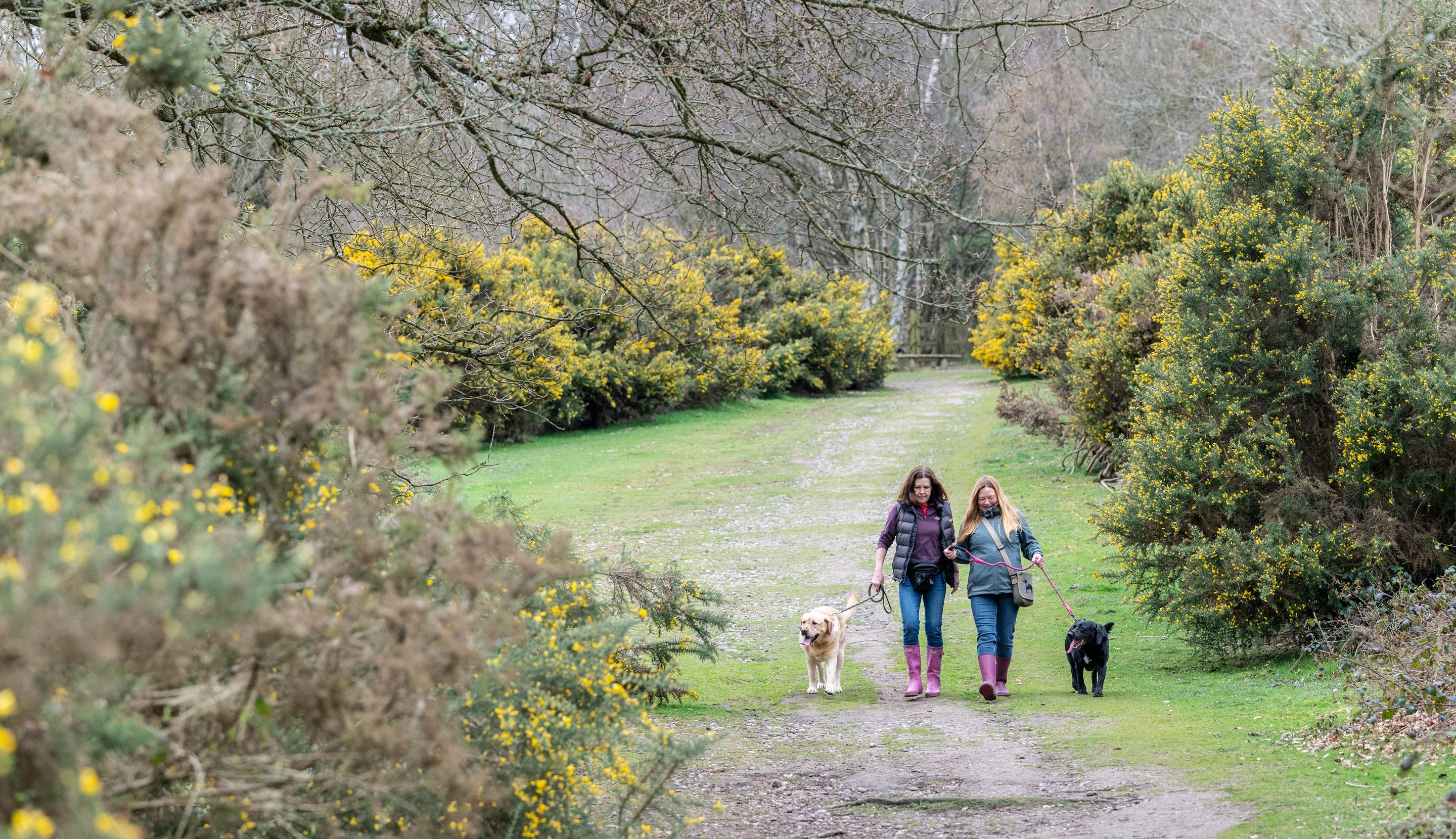 Kinver Edge dog walking heathland spring Staffordshire