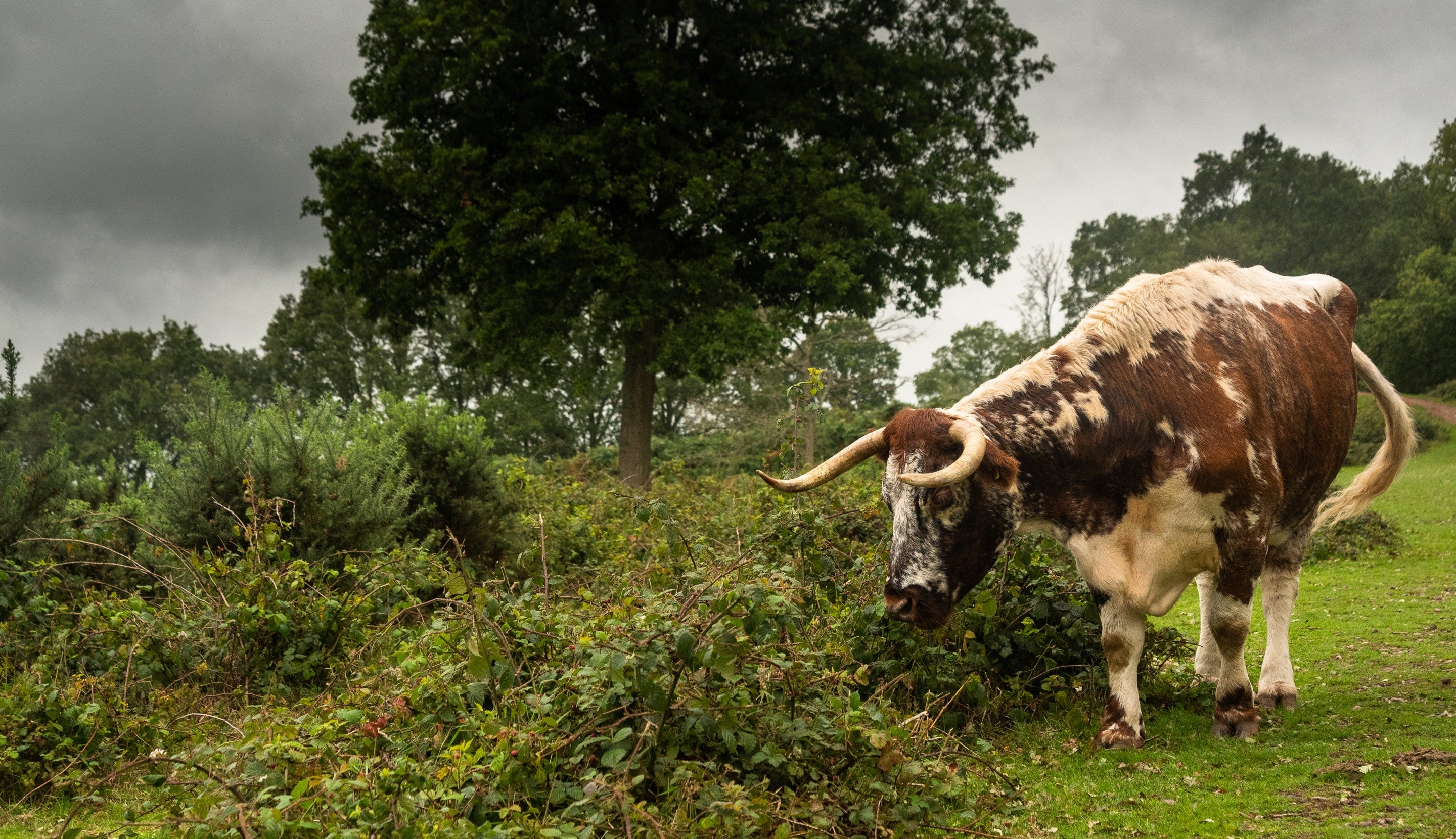 Longhorn cattle grazing at Kinver Edge, Staffordshire