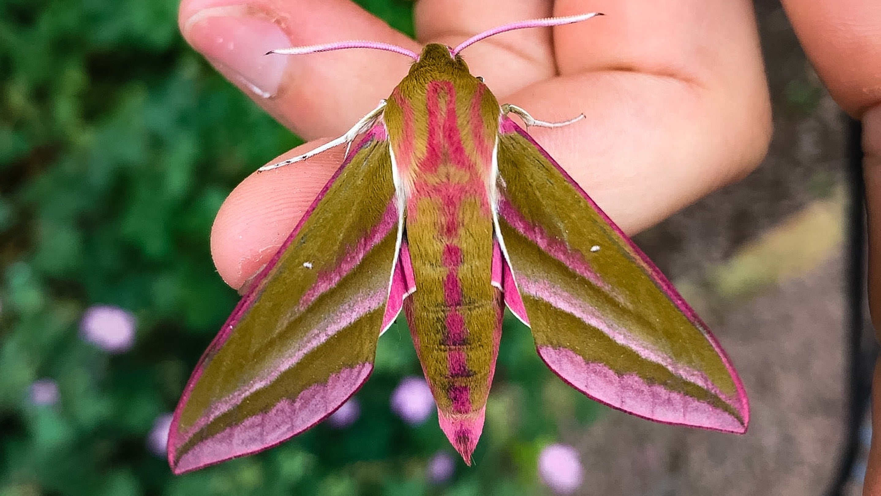 Green and pink moth on someone's hand