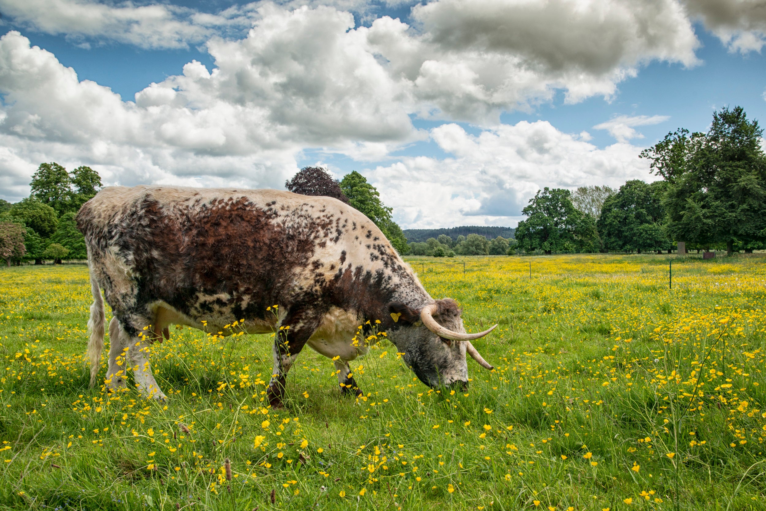 Longhorn cow in buttercup field