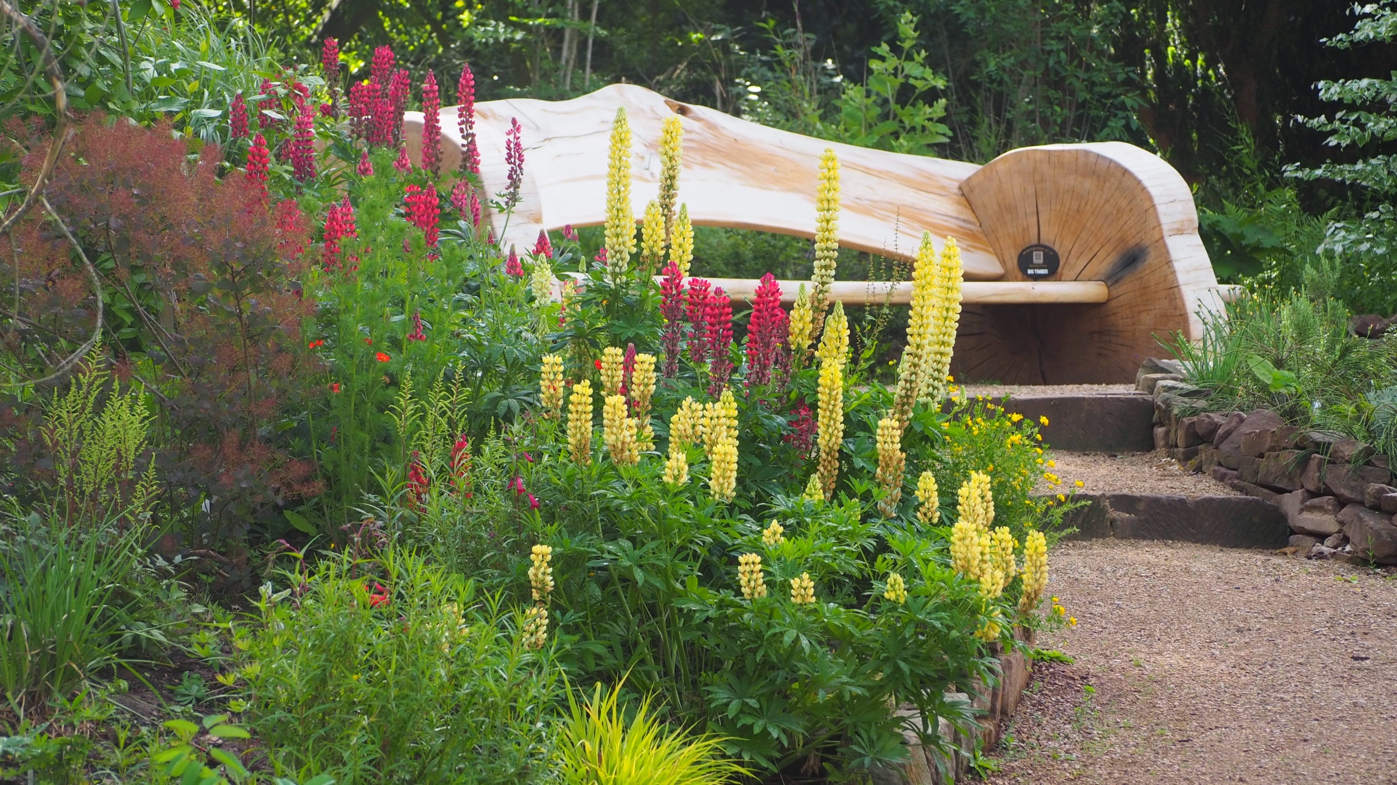 Tall yellow and red flowers next to a new bench in the Arcadia garden at Shugborough