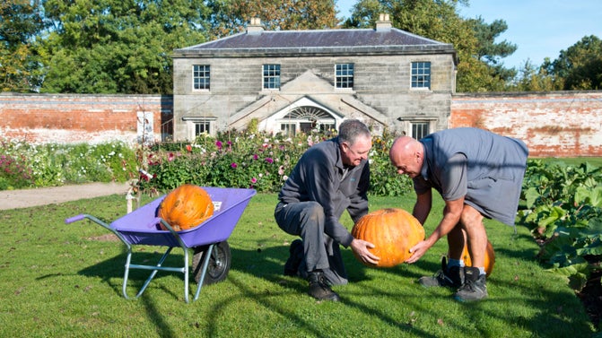 Gardeners lifting a pumpkin in the Walled Garden at Shugborough Estate, Staffordshire.