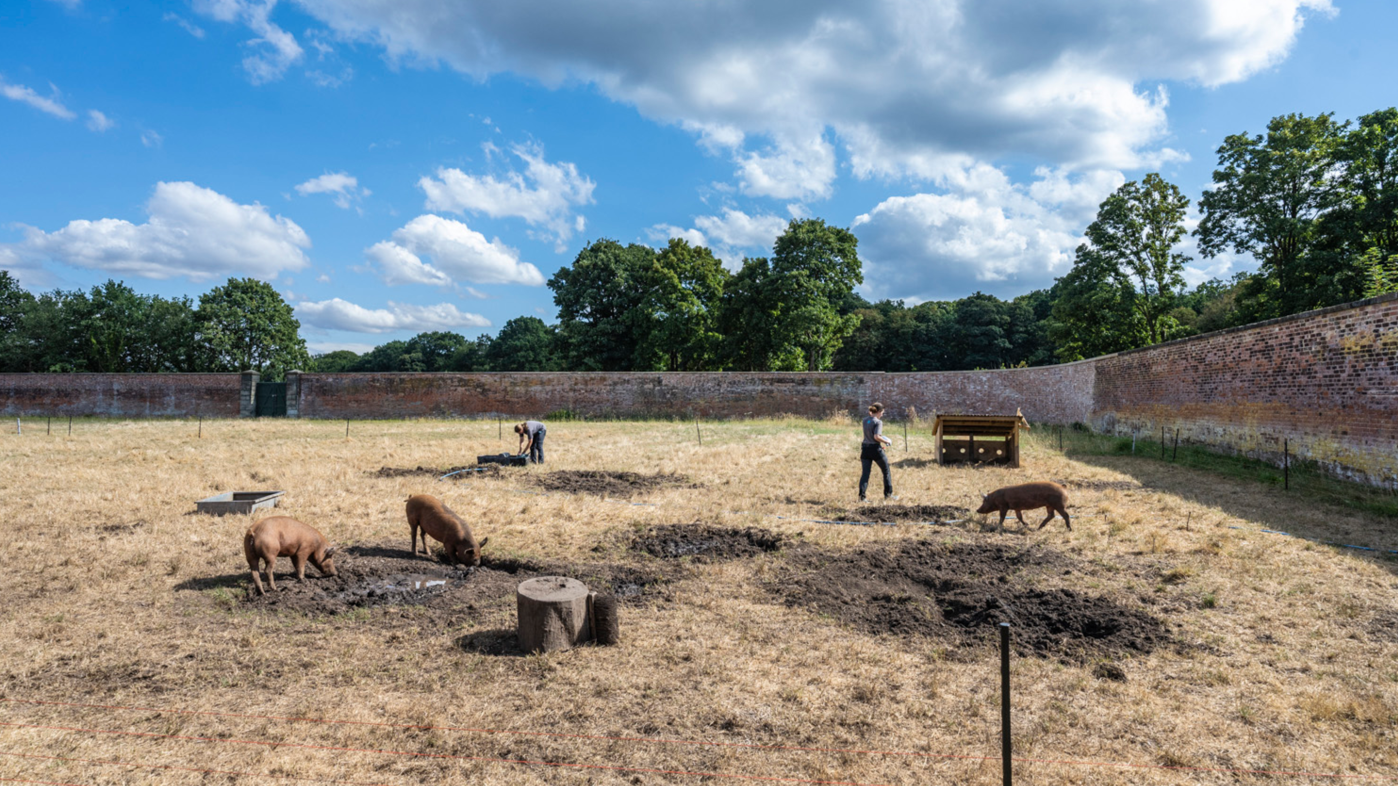 Pigs at the Walled Garden Shugborough
