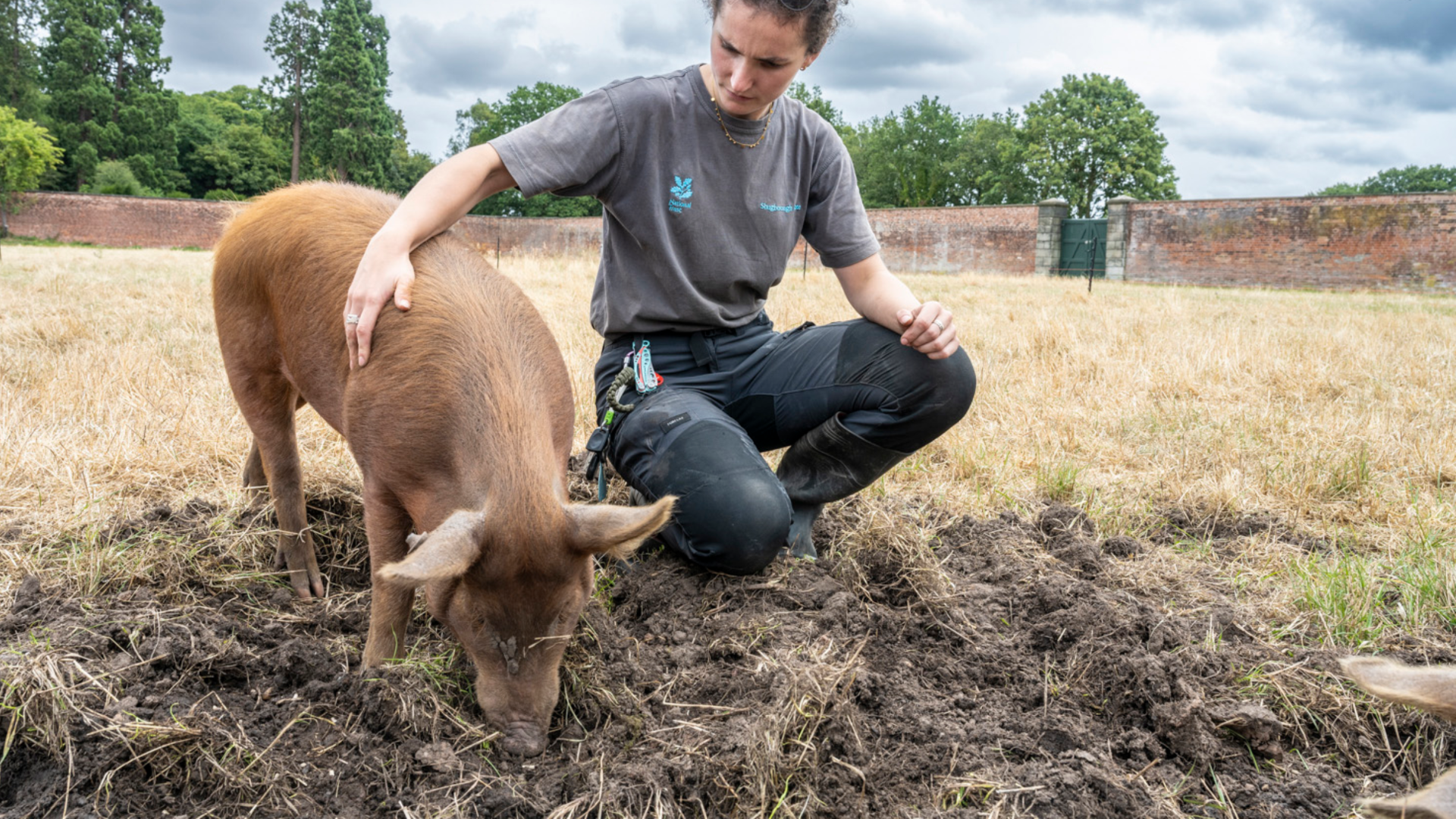 Pigs at the Walled Garden with Lauren Evans, Acting Livestock Manager at Shugborough