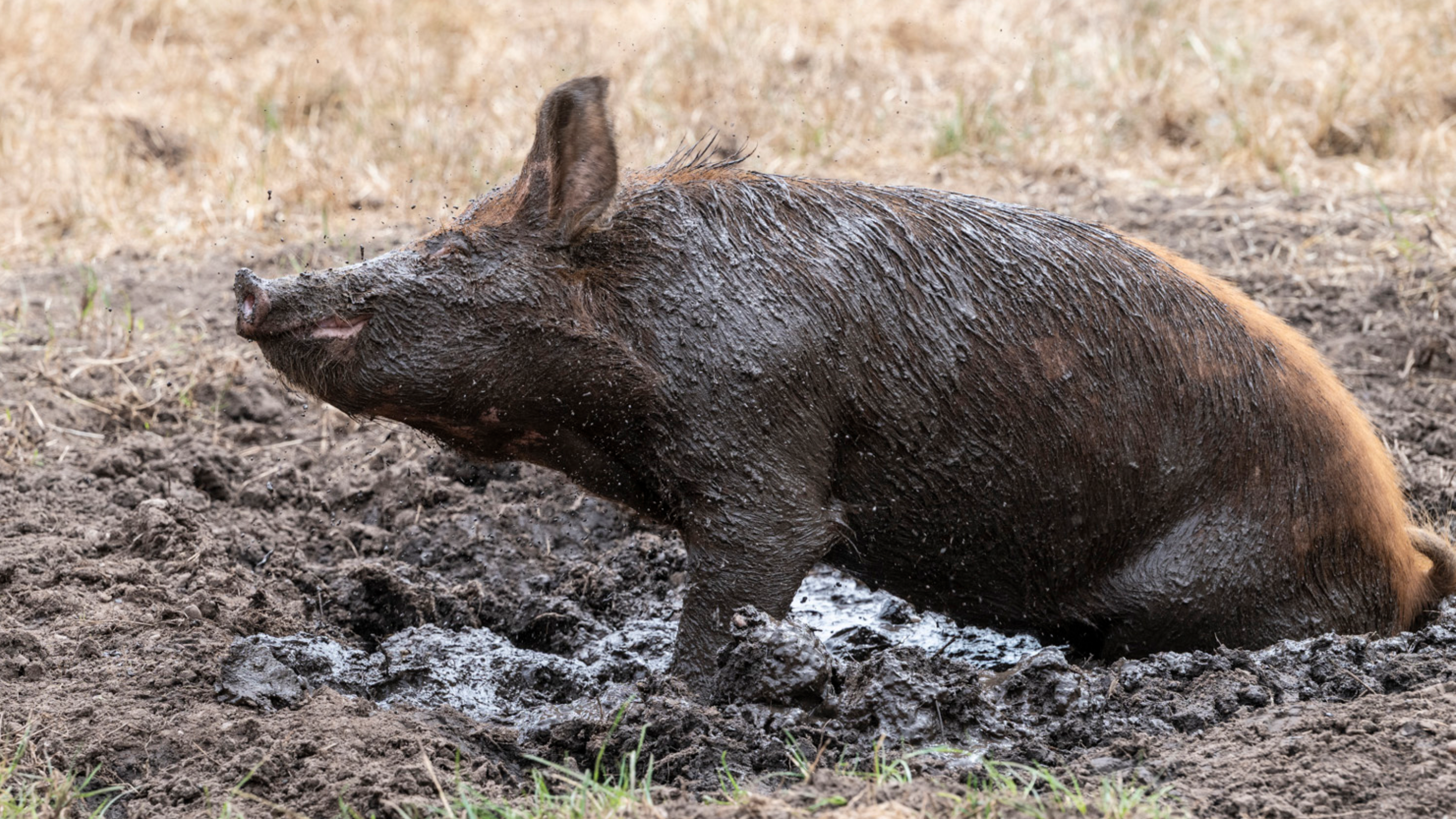 Pig at the Walled Garden at Shugborough enjoying mud bath