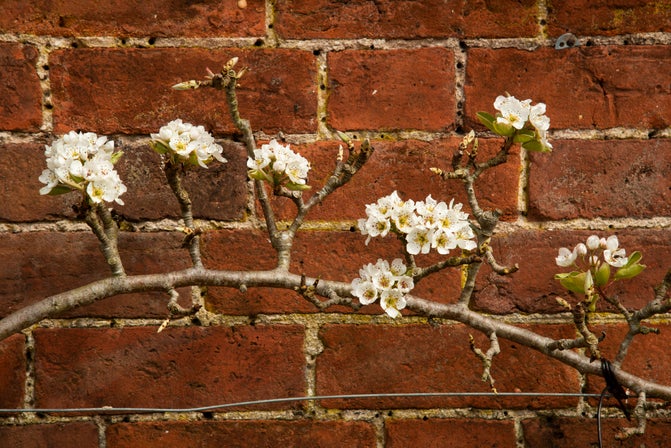 Pear blossom in the walled garden growing along the wall
