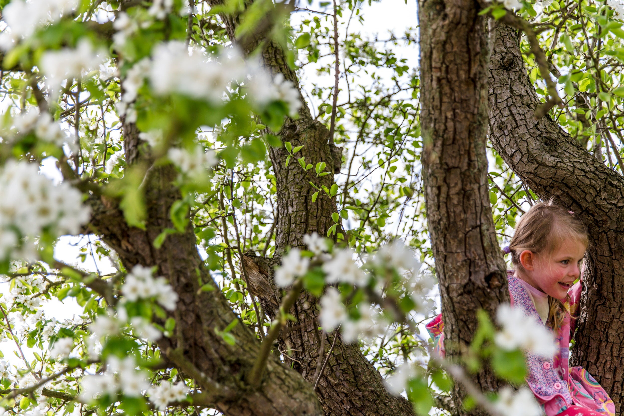 Girl exploring pear blossom at Shugborough Estate