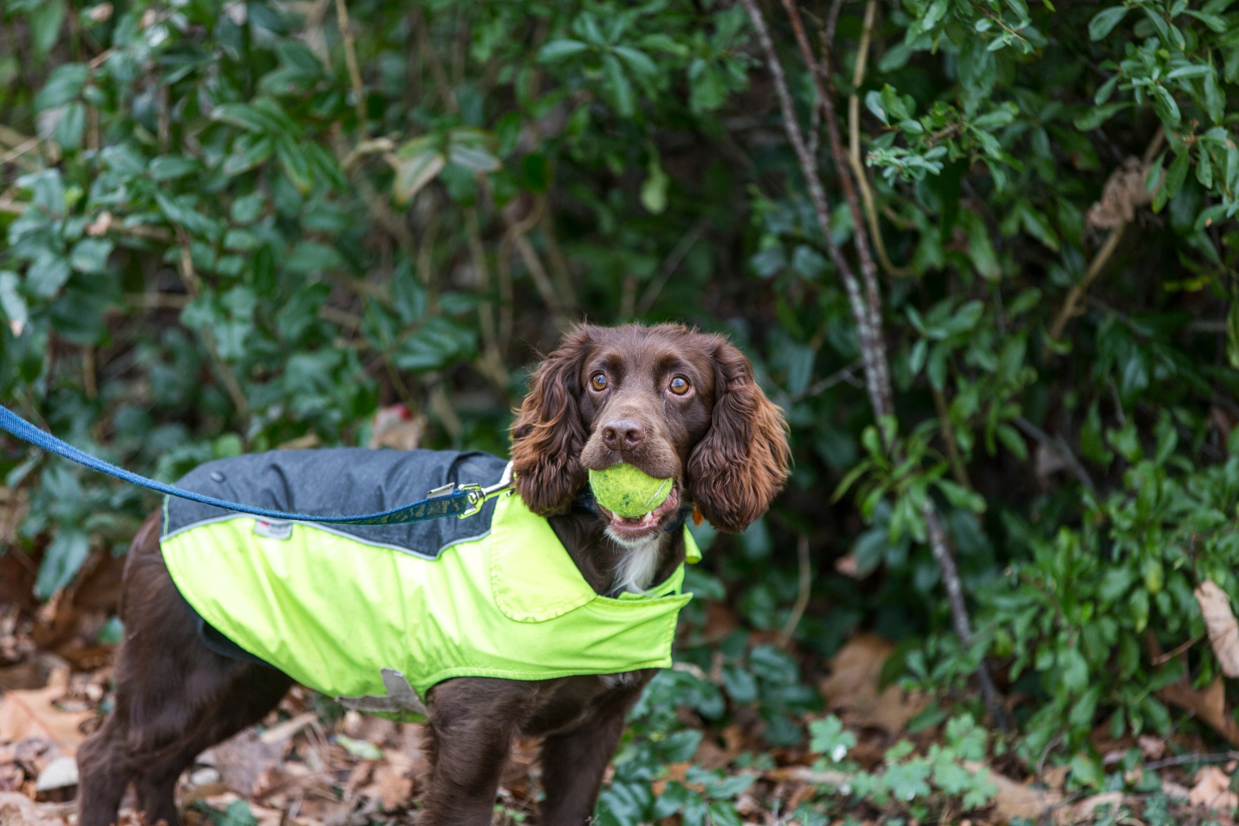 Dog holding a ball in its mouth
