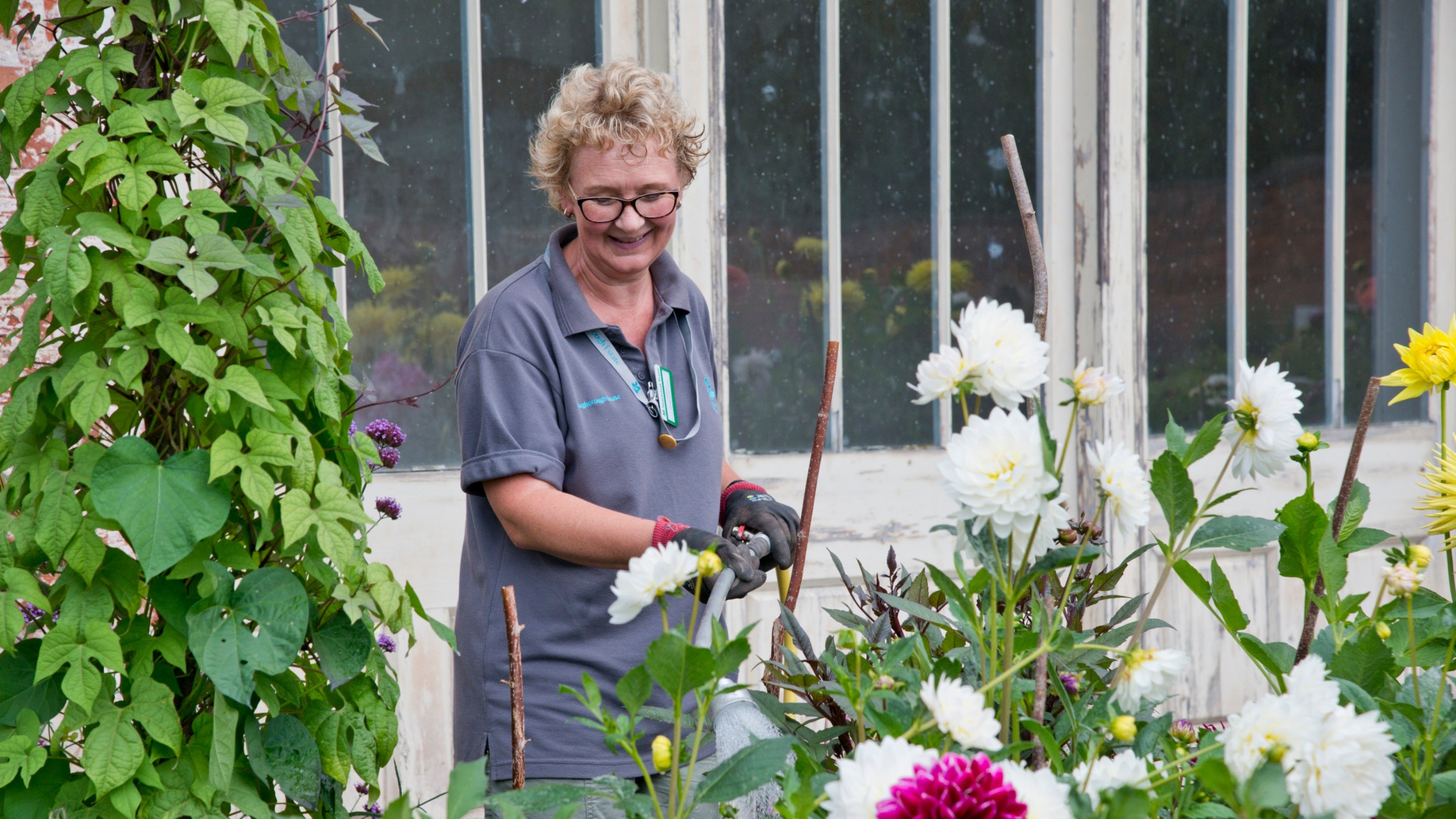 Watering the dahlias at the Shugborough Estate, Staffordshire