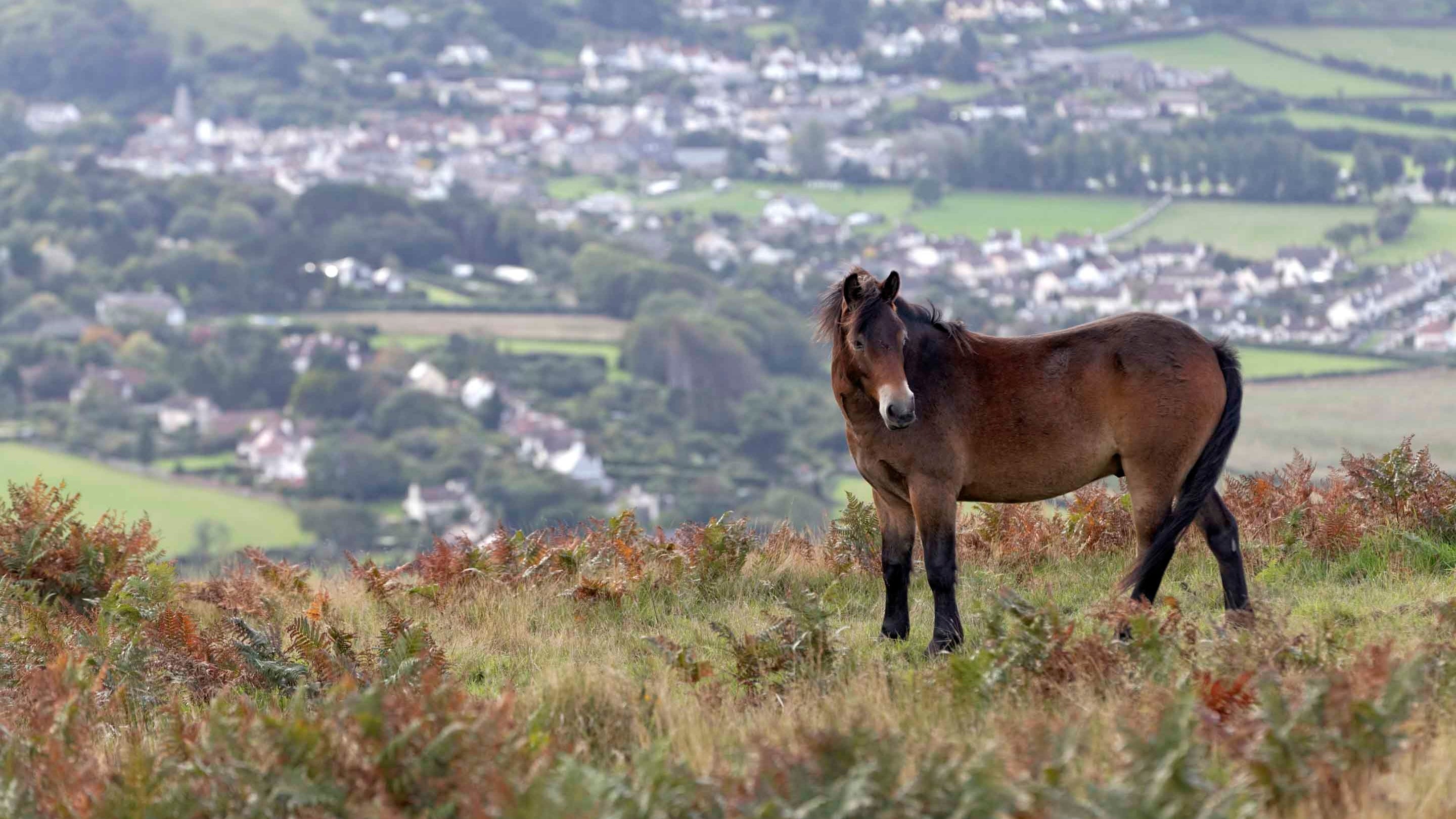 An Exmoor pony walking through open moorland with hills and fields near Selworthy Beacon on the Holnicote Estate