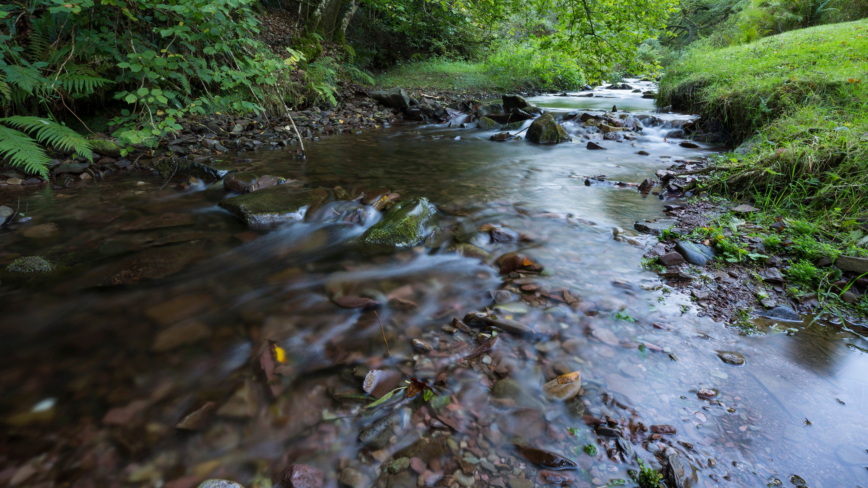 Water running through ancient Horner Wood at Holnicote Estate, Somerset