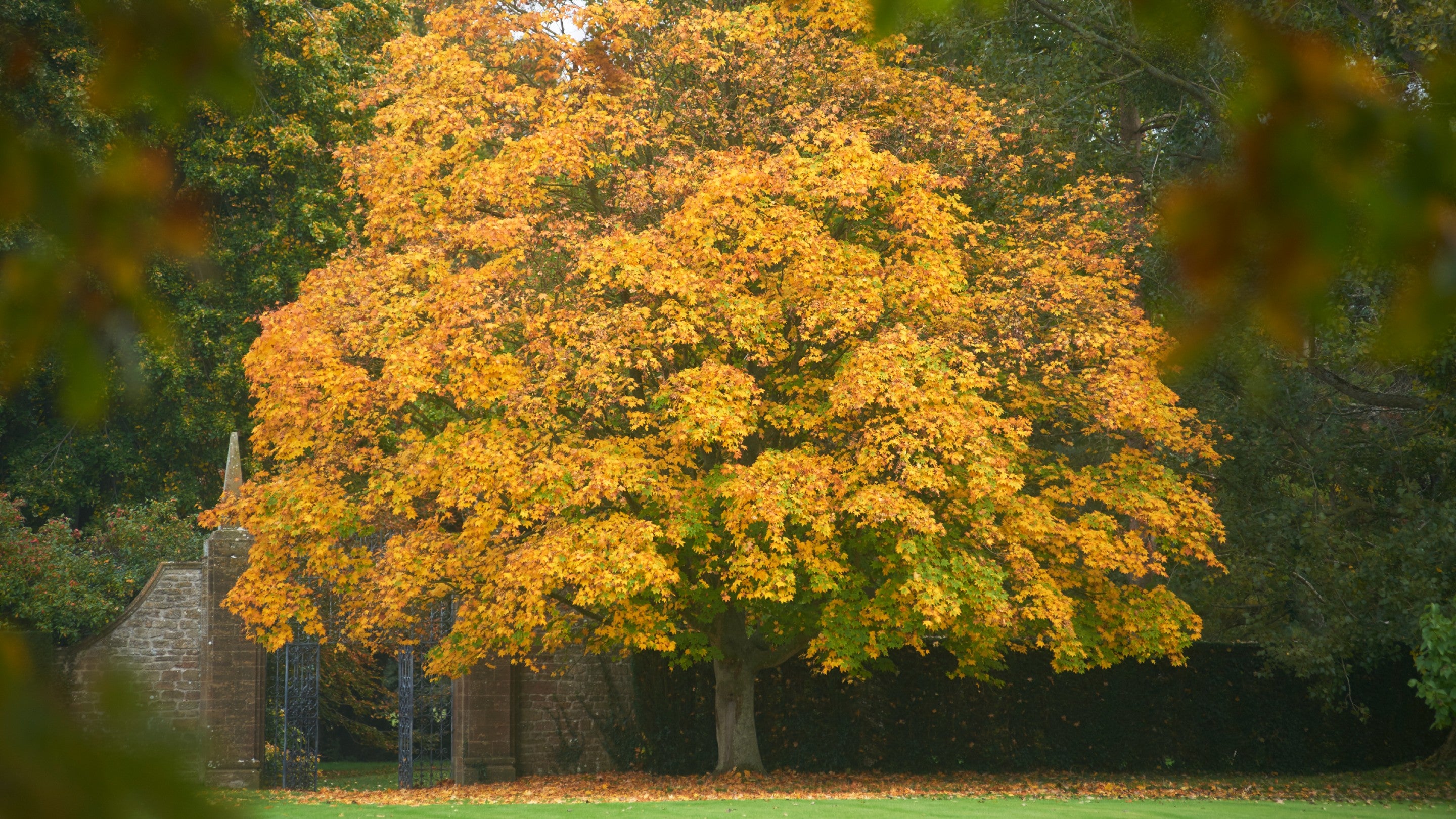 Autumn colour on the South Lawn at Barrington Court