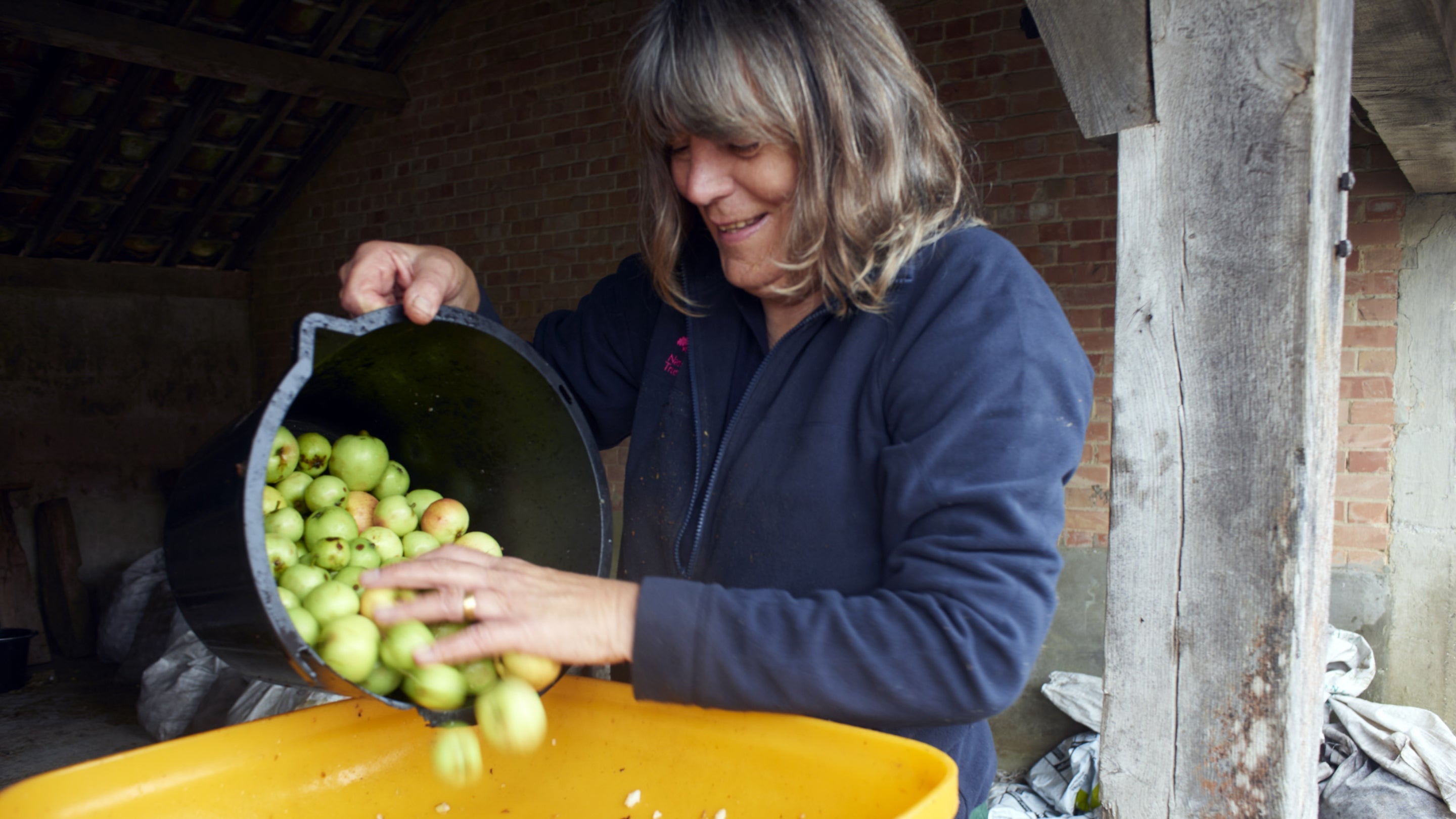 A volunteer tips a black plastic bucket full of apples into a yellow plastic hopper