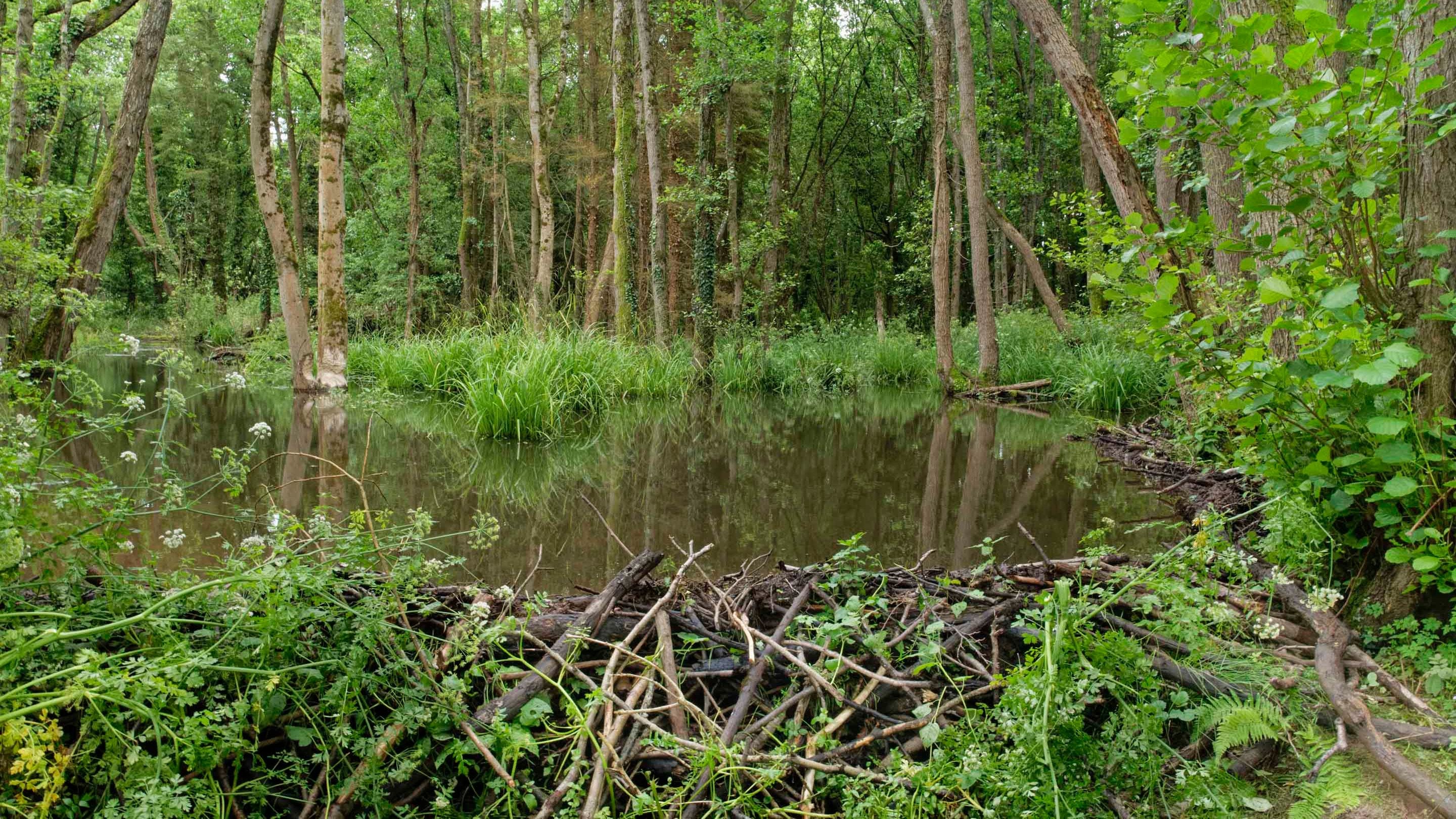 Beaver enclosure 18 months after beavers were introduced, Holnicote Estate, Somerset
