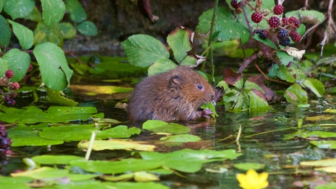 Water vole in river
