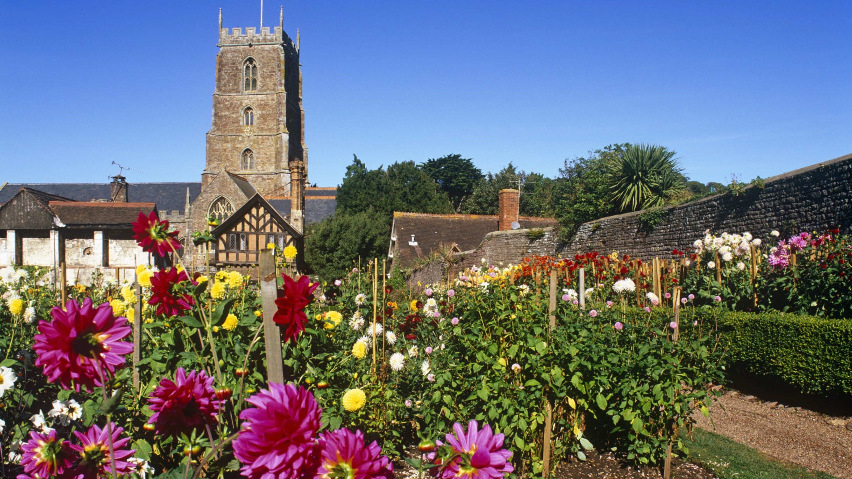 Dahlias flowering in a range of colours, with a church and other historic buildings in the background