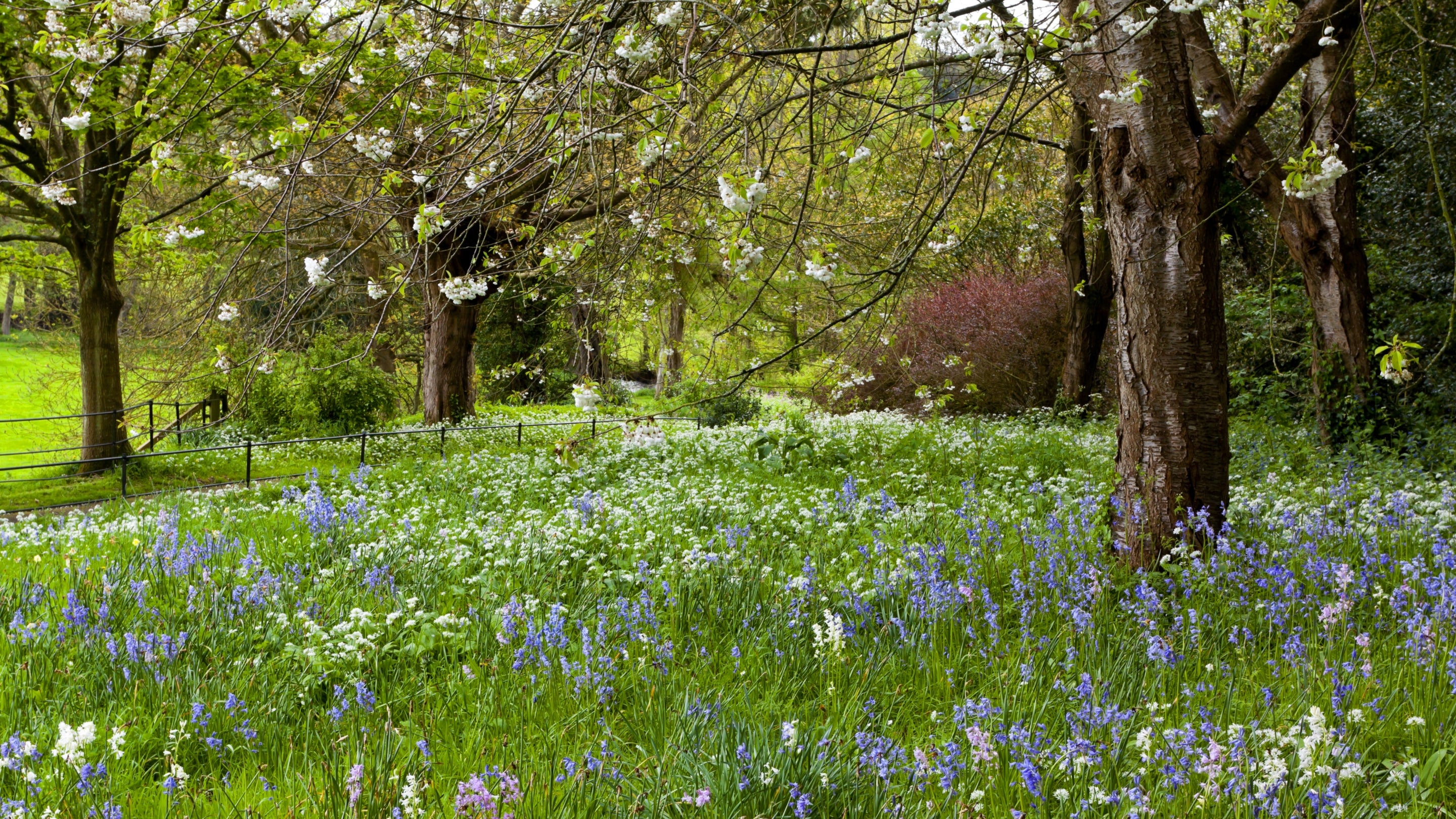 Bluebells flower under blossom trees in a quiet corner of the garden at Dunster Castle, Somerset