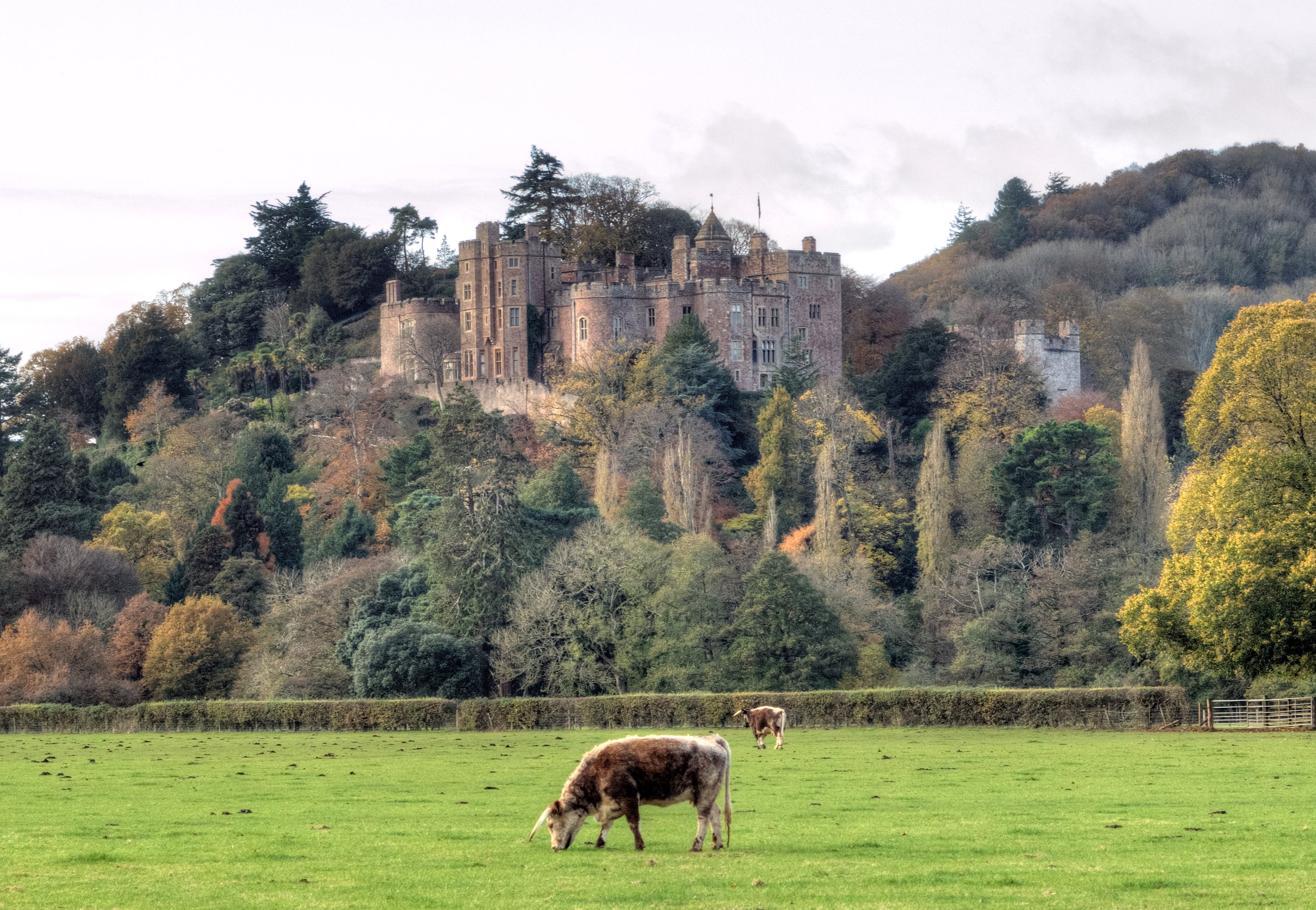 An exterior view of Dunster Castle from the A39, taken in Autumn. The Castle is bathed in winter sunshine and a cow grazes in the foreground.