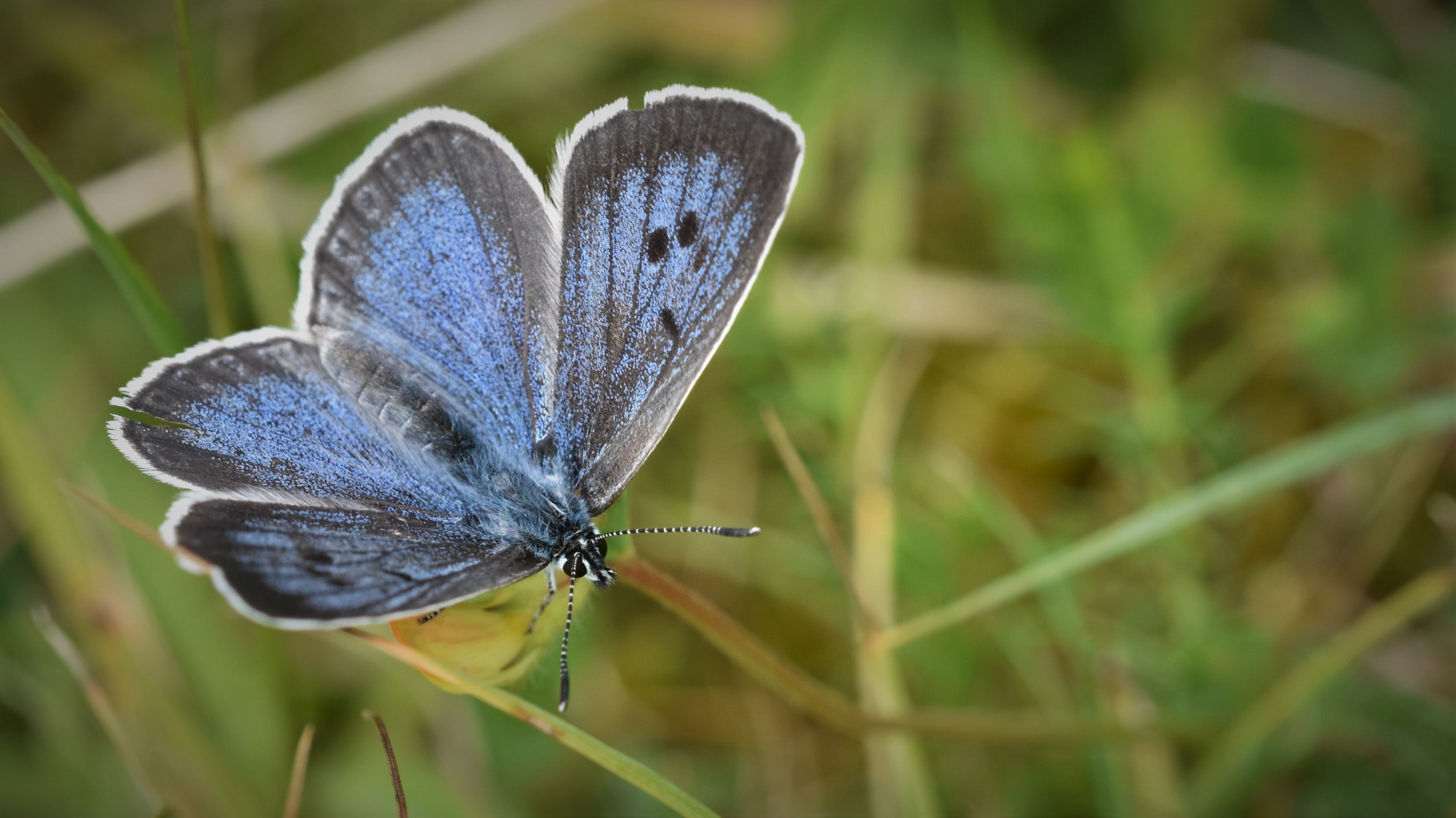 A large blue butterfly, with wings opened, resting on grass