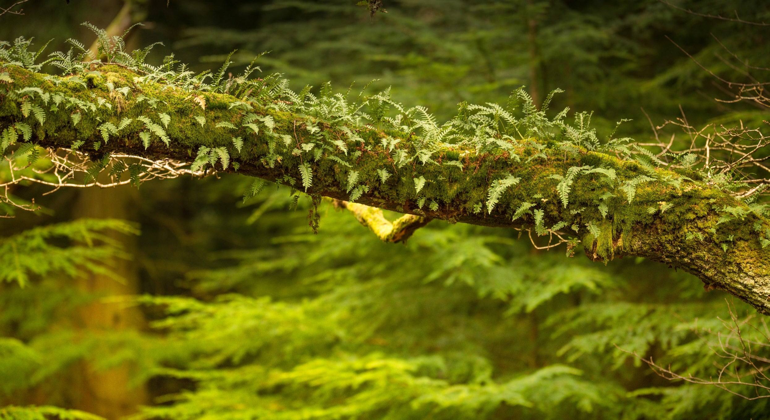 Green moss on an old sessile oak branch with green ferns behind