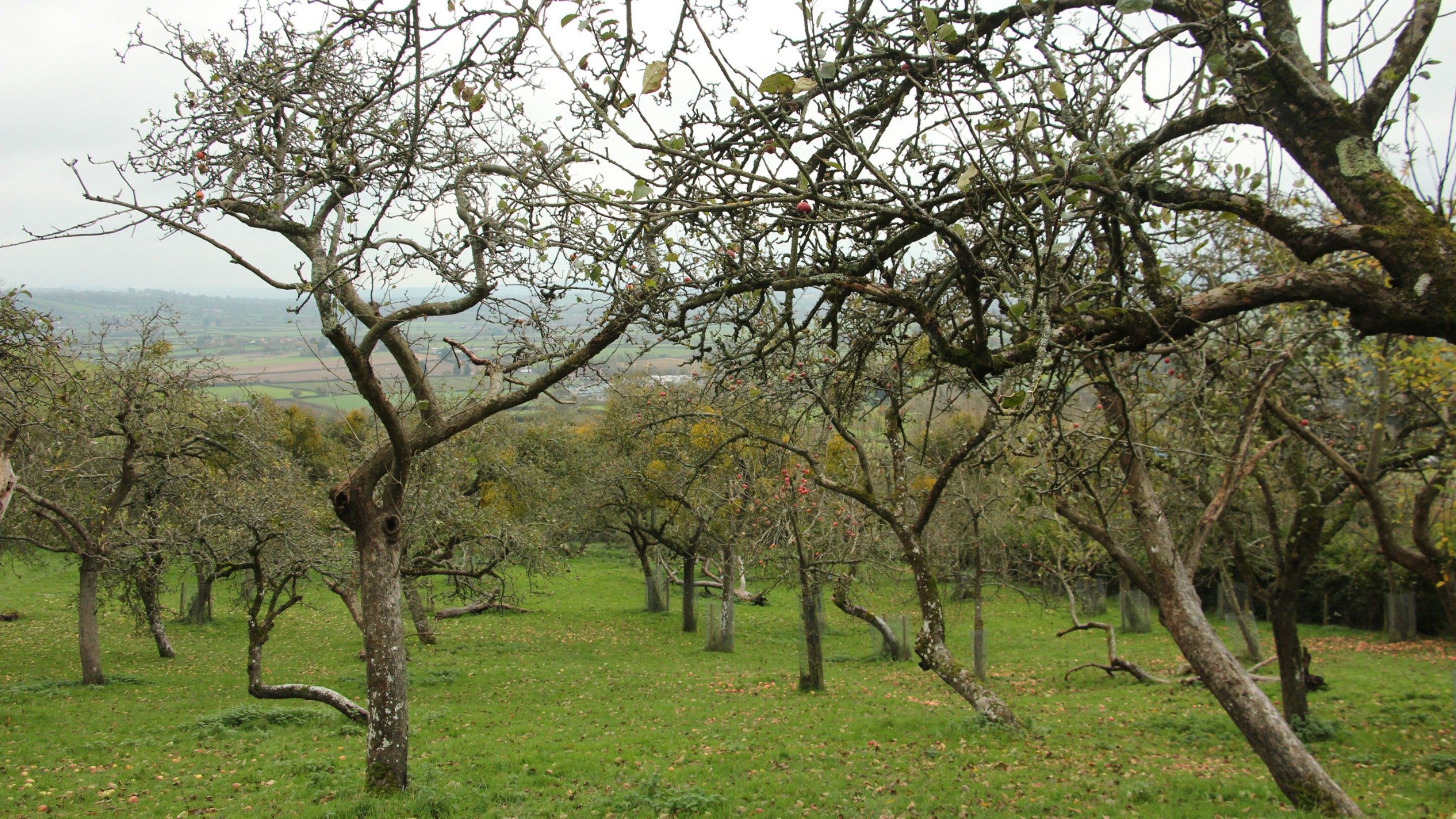 Foggy view of an orchard full of apple trees with no leaves, and a few red apples on their branches