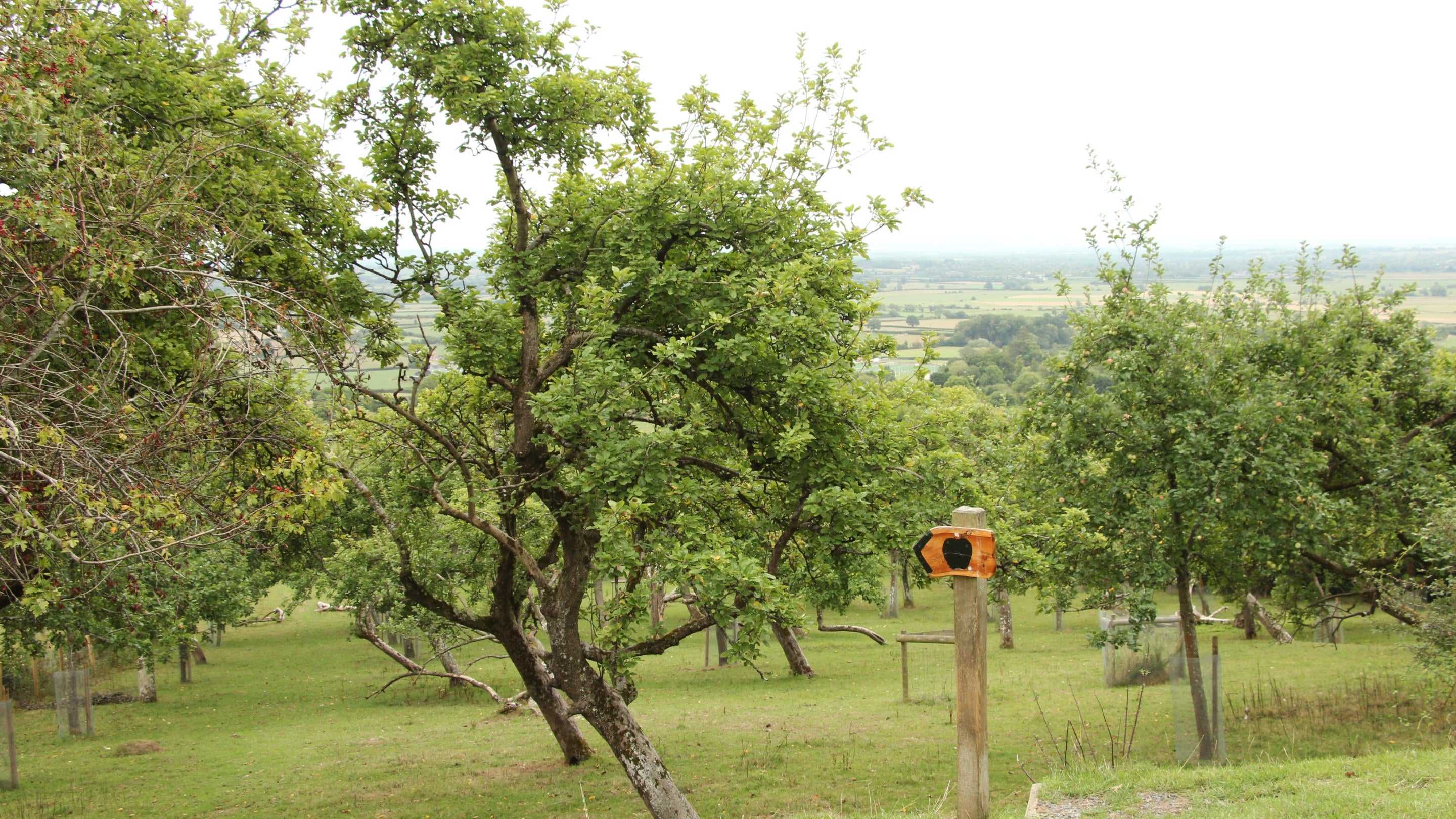 The trees in Avalon Orchard and a walker's sign post at Glastonbury Tor, Somerset in summer