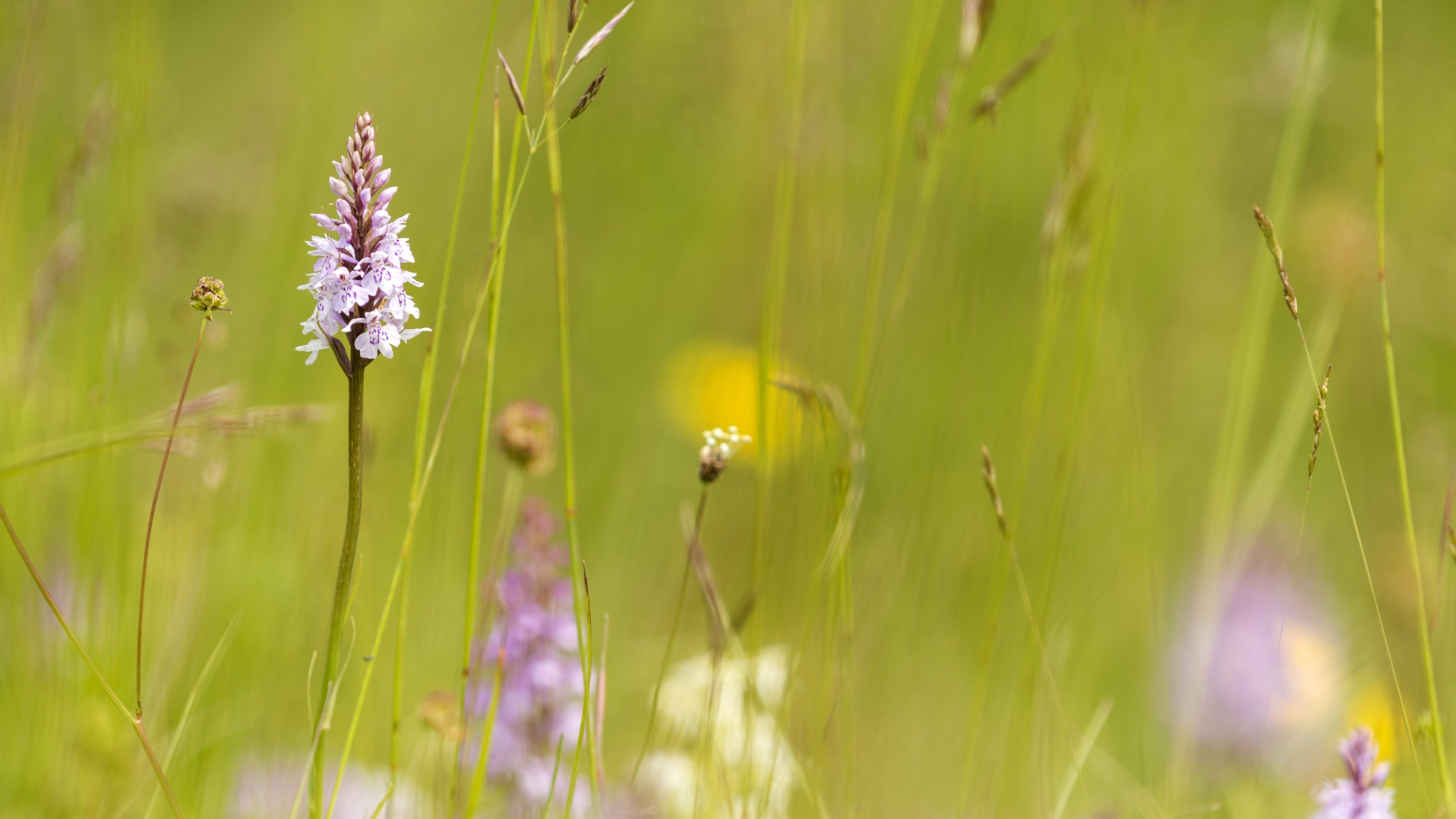 Common spotted orchid seen at Collard Hill in Somerset