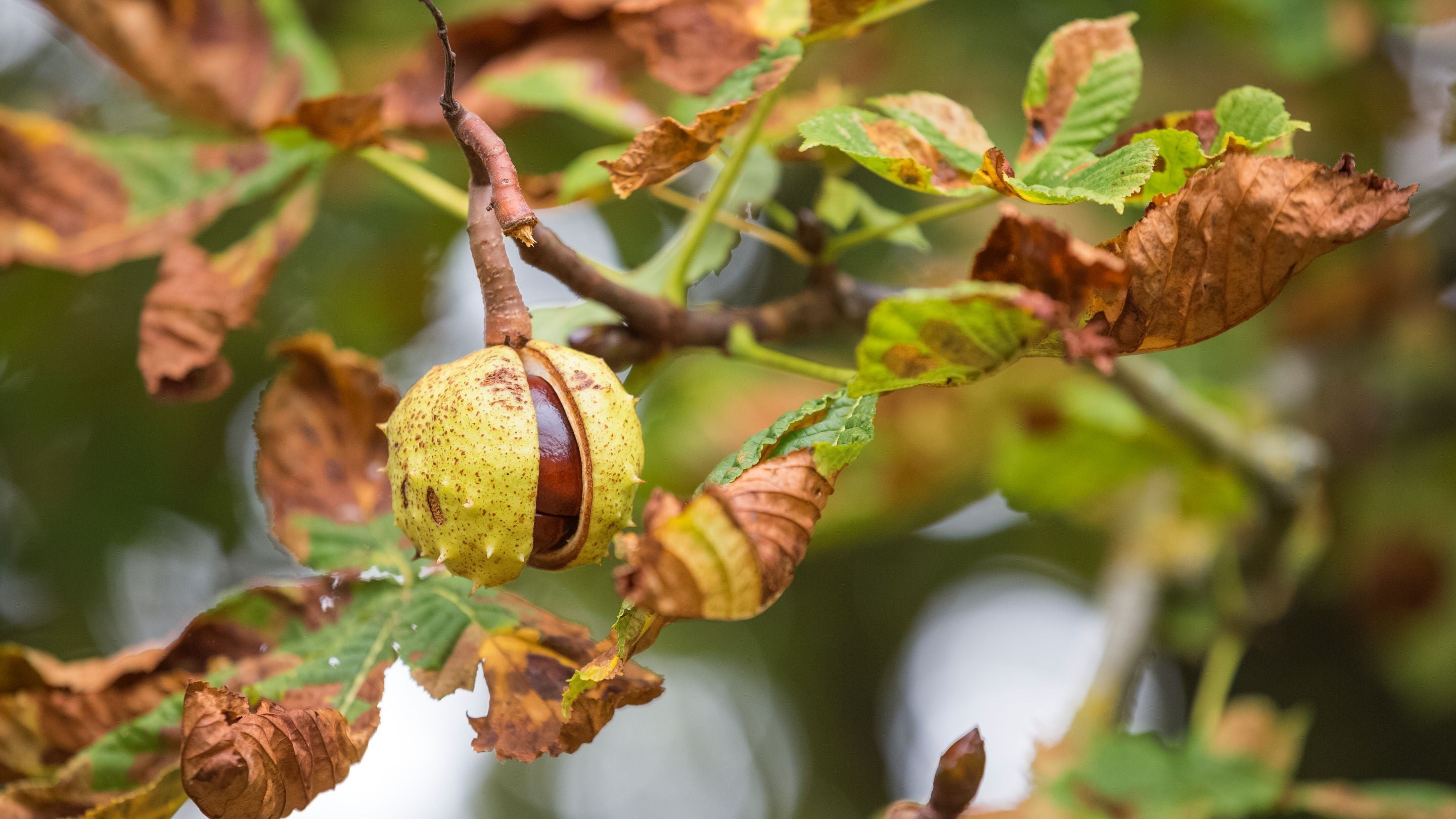 Conker emerging on a horse chestnut tree at Lytes Cary Manor