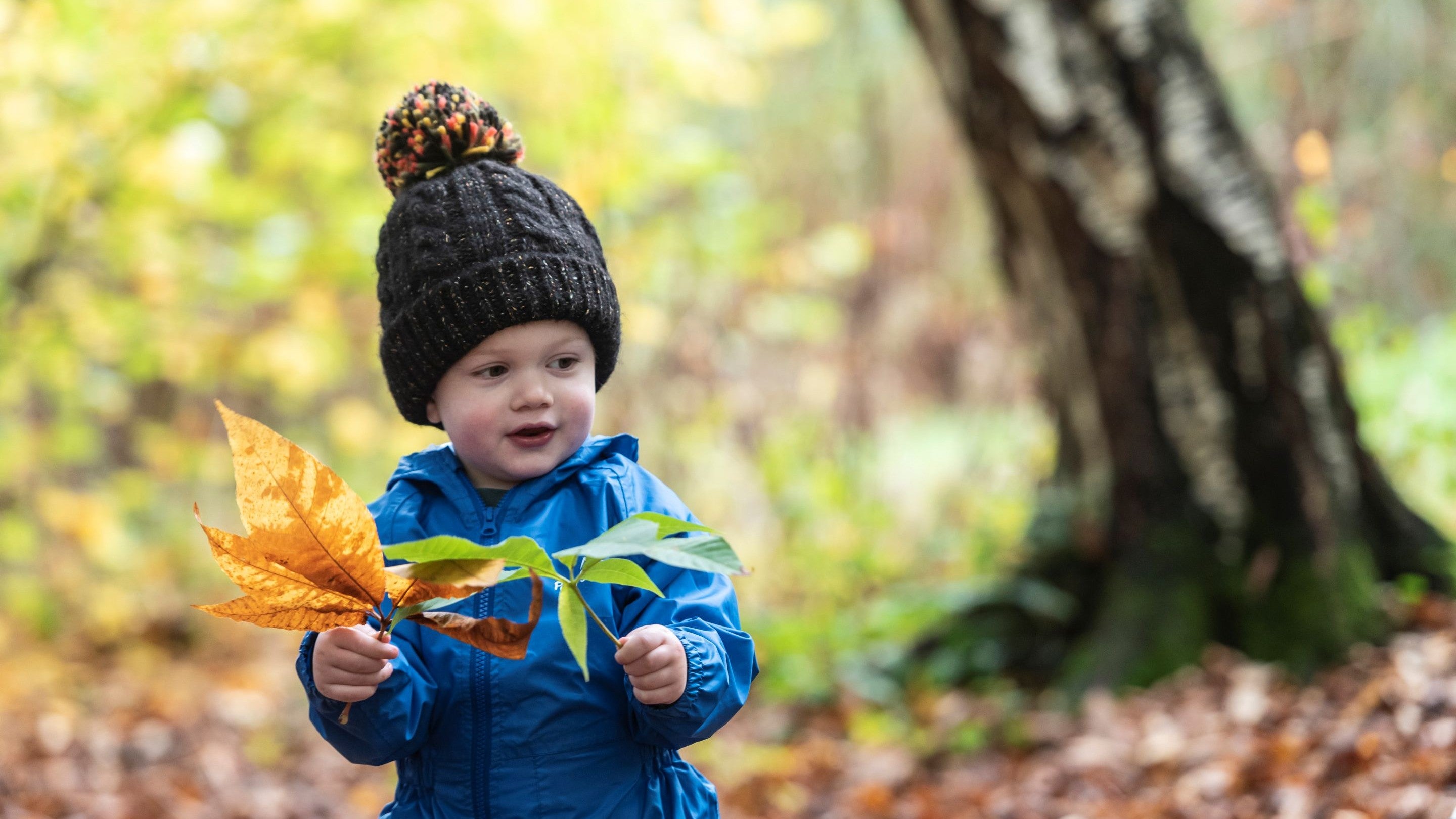 A small child holding autumn leaves in a woodland