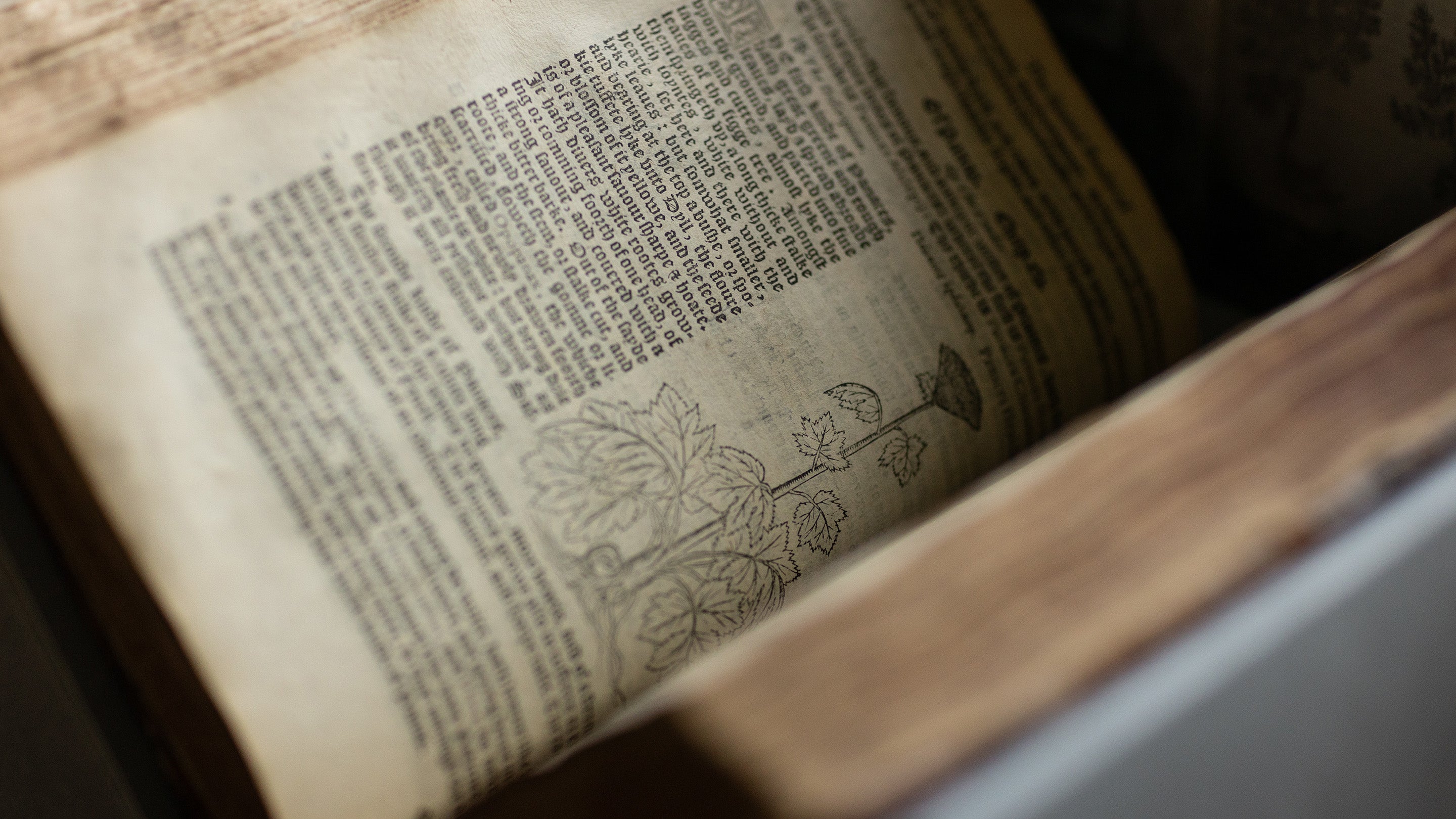 A close-up phot of a printed page of the Niewe Herball, a 16th-century medival book by Henry Lyte