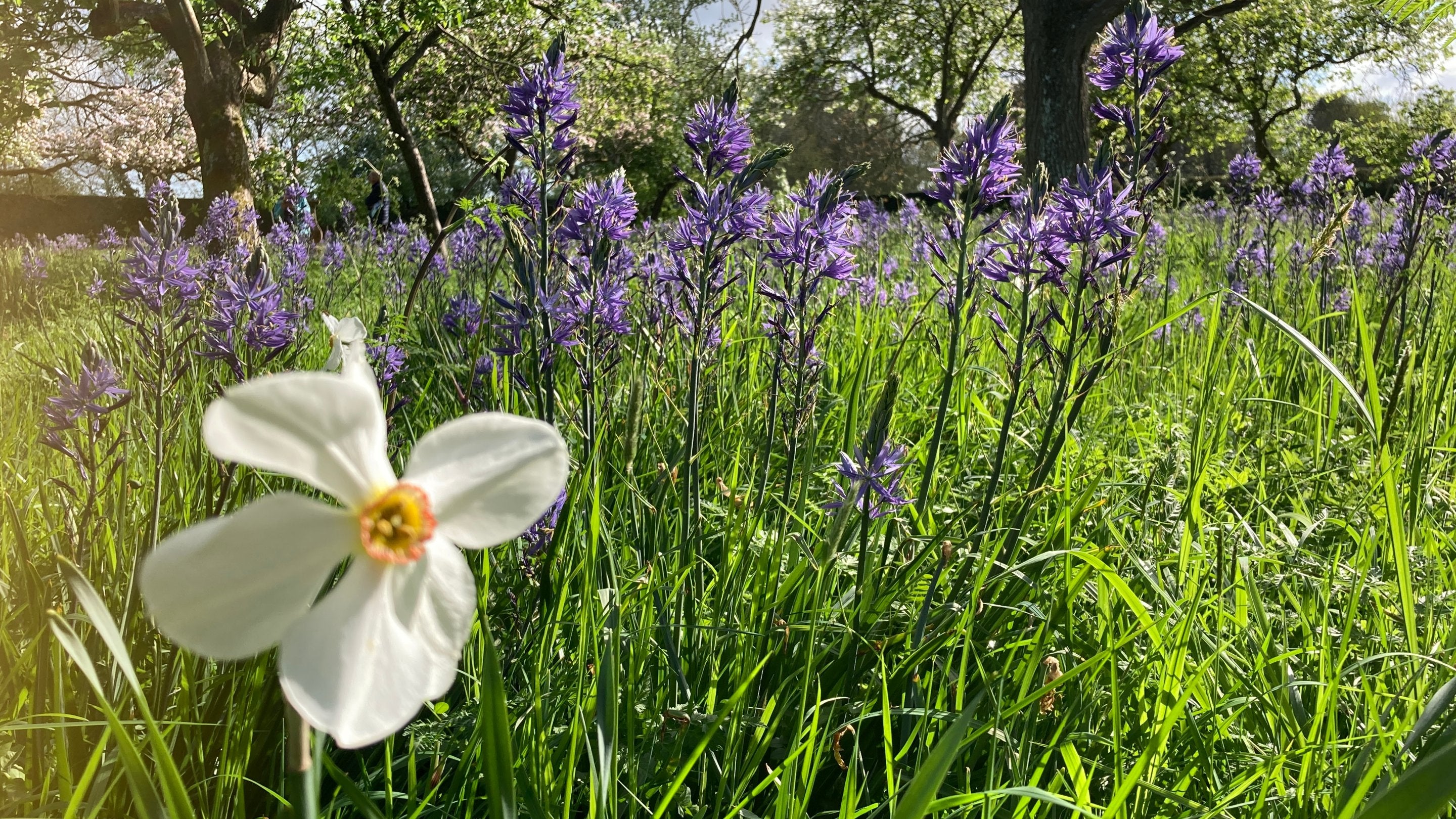 Dark blue flowers in rough grass, with a single white daffodil in the front