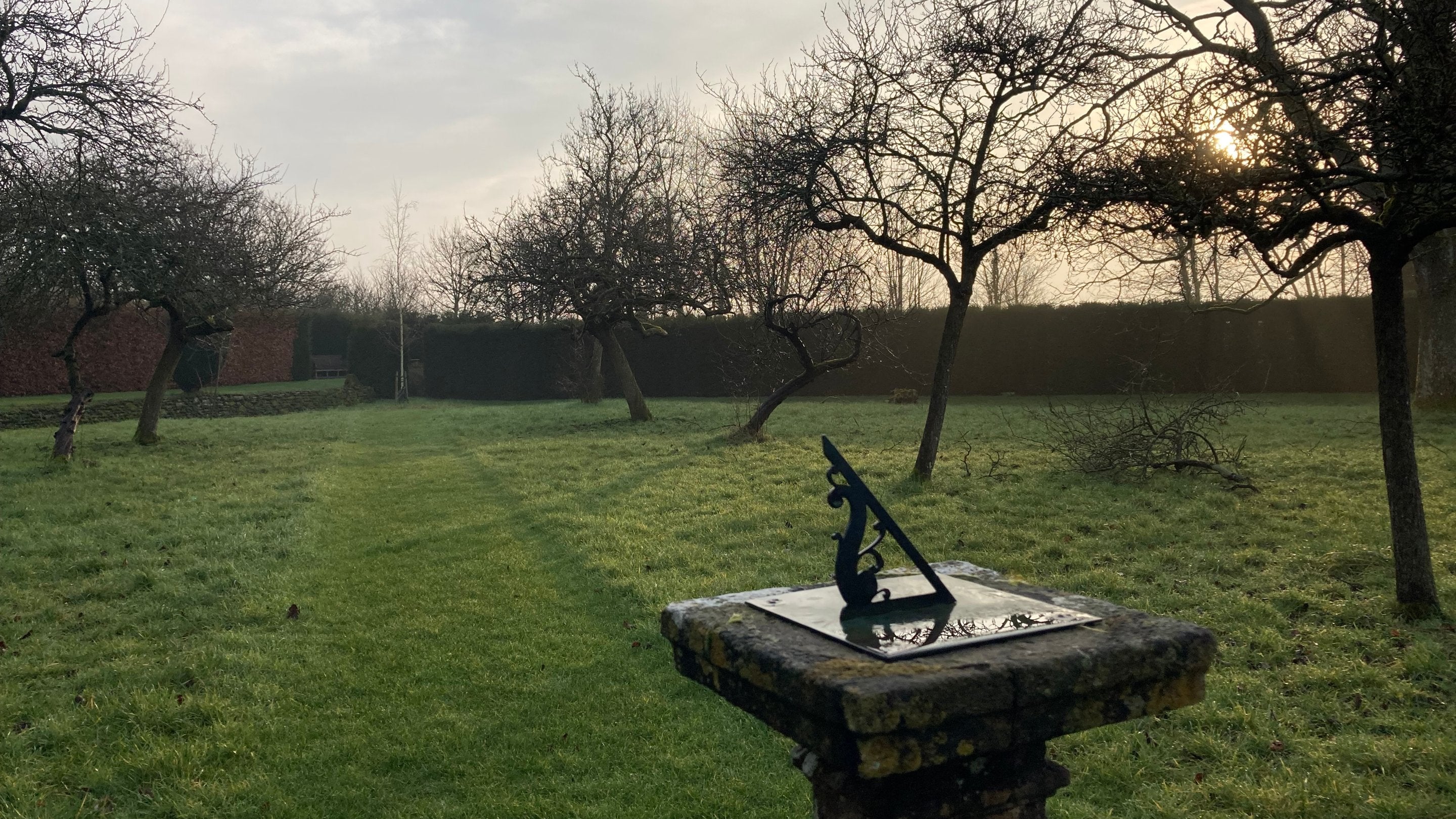 Trees bare of leaves in rough grass, with a sundial at the front of the picture
