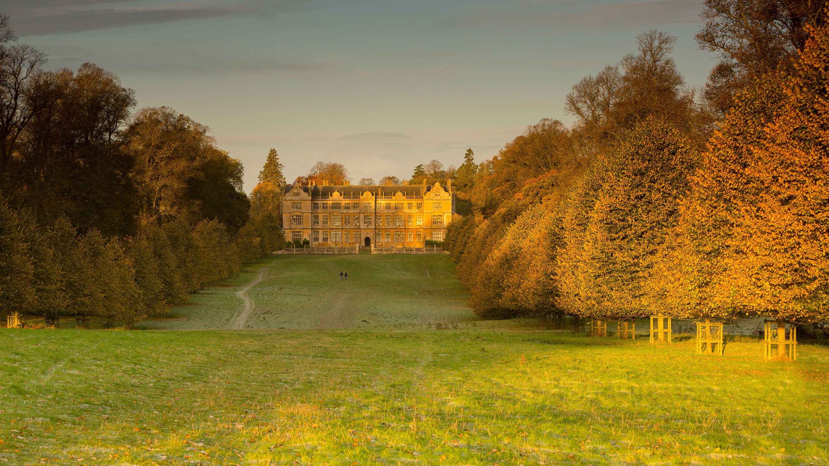 Visitors walking through the parkland in autumn at Montacute, Somerset. A large area of grass surrounded with an avenue of trees stretches away towards the house in the background glowing in the autumn sun.