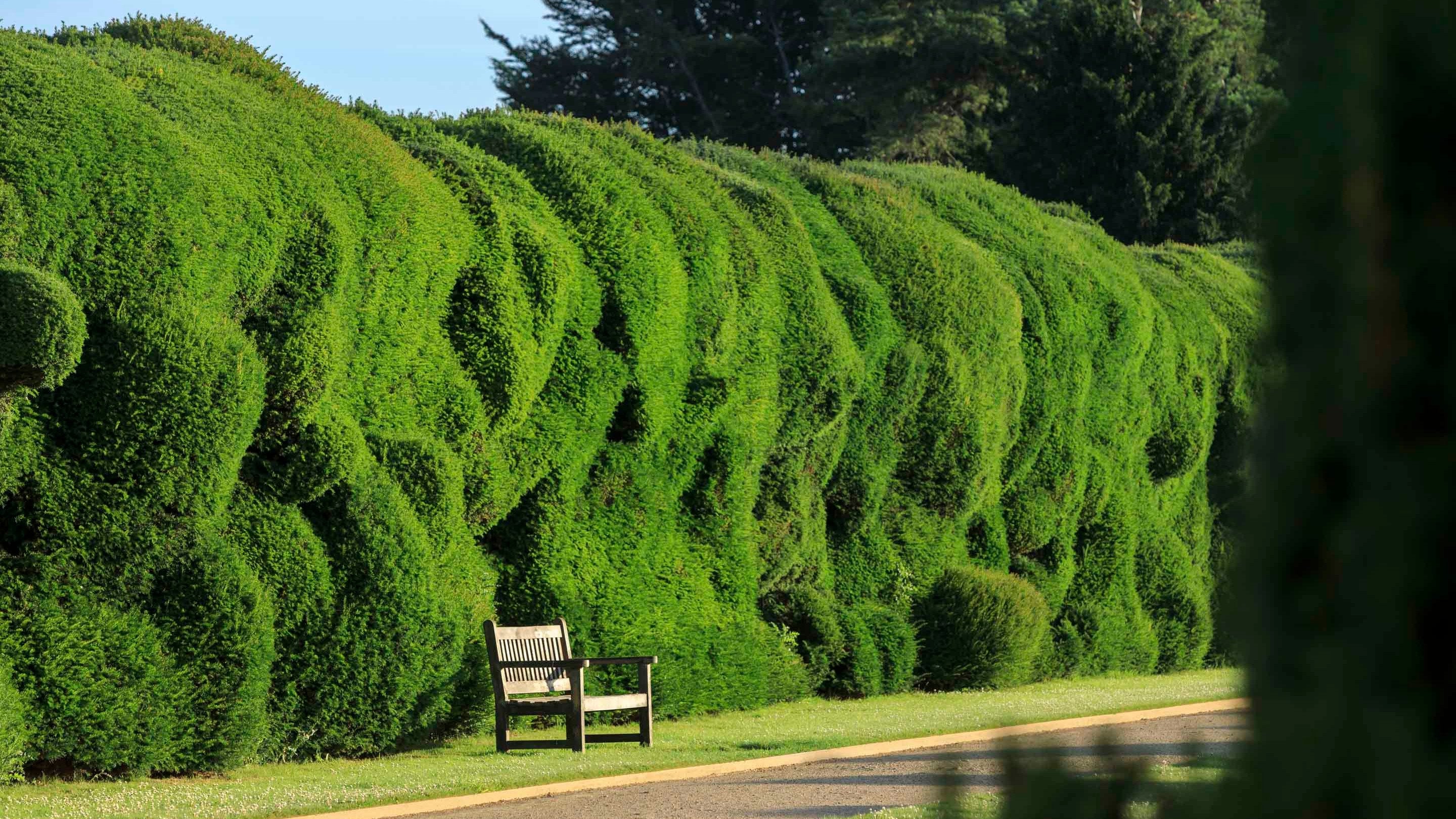 A large clipped yew hedge with an uneven appearance with a bench in front of it alongside a path at Montacute, Somerset